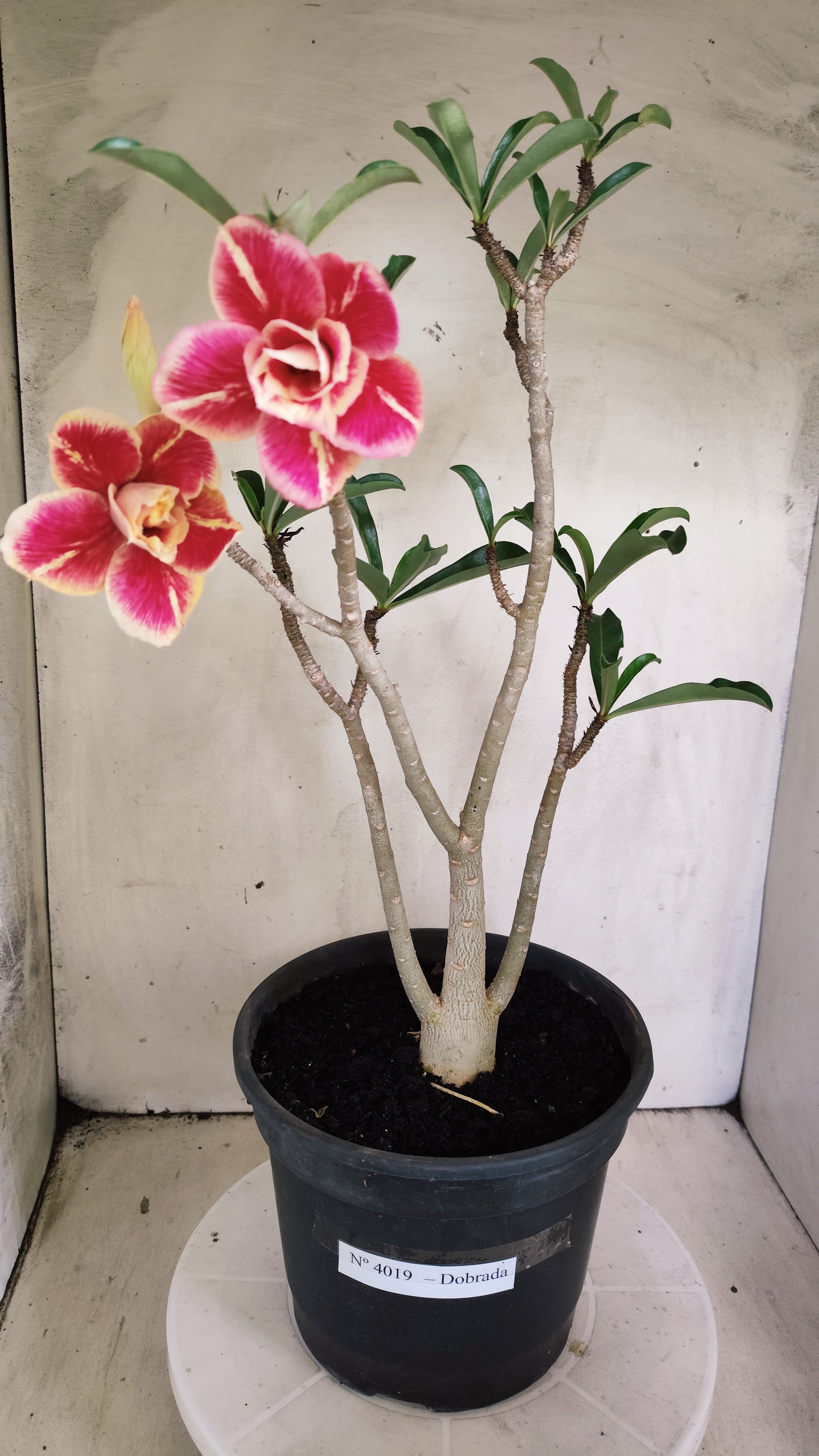 Planta Dobrada 4019 – 45cm – 03 anos - Vaso 20