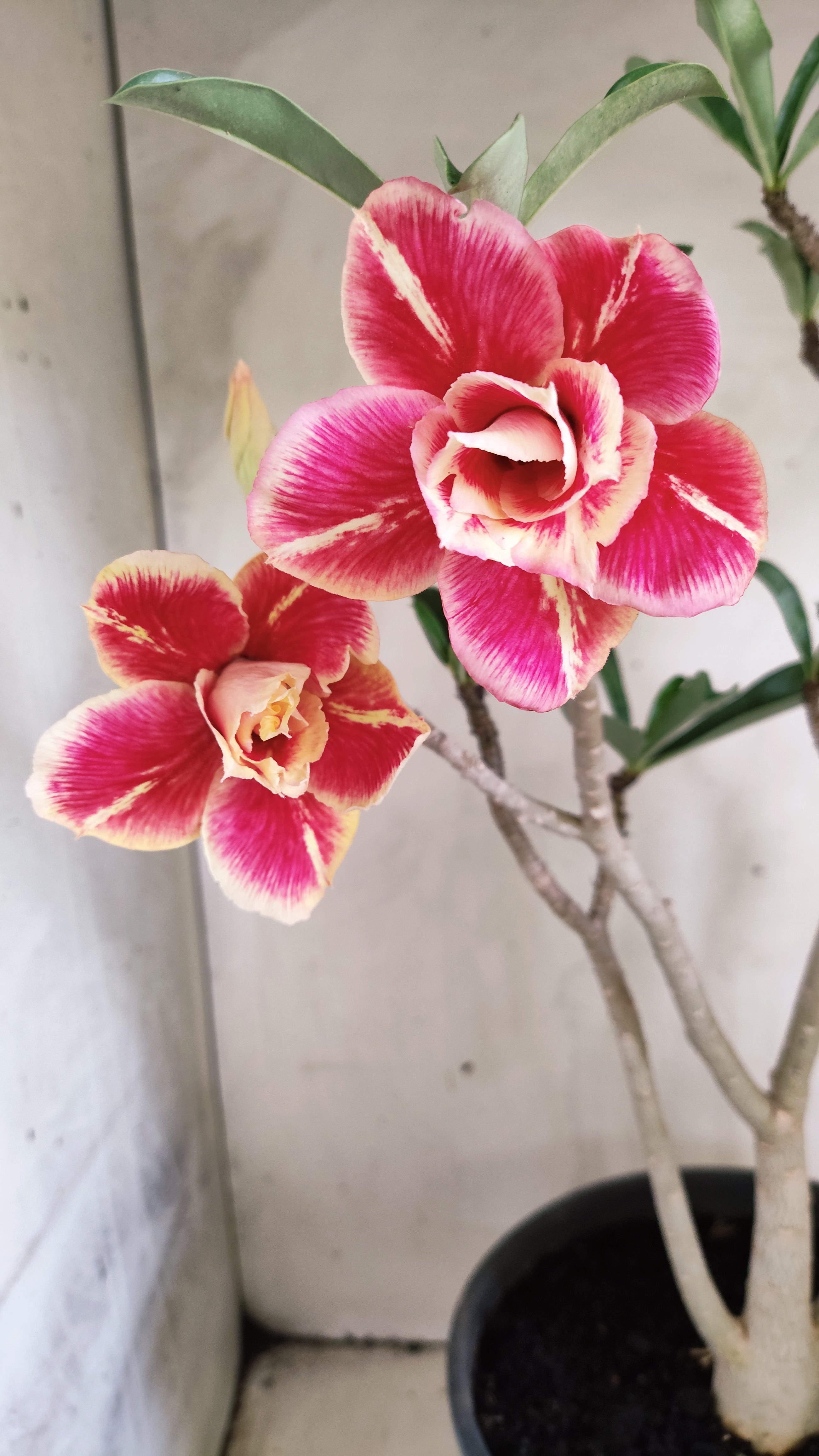 Planta Dobrada 4019 – 45cm – 03 anos - Vaso 20