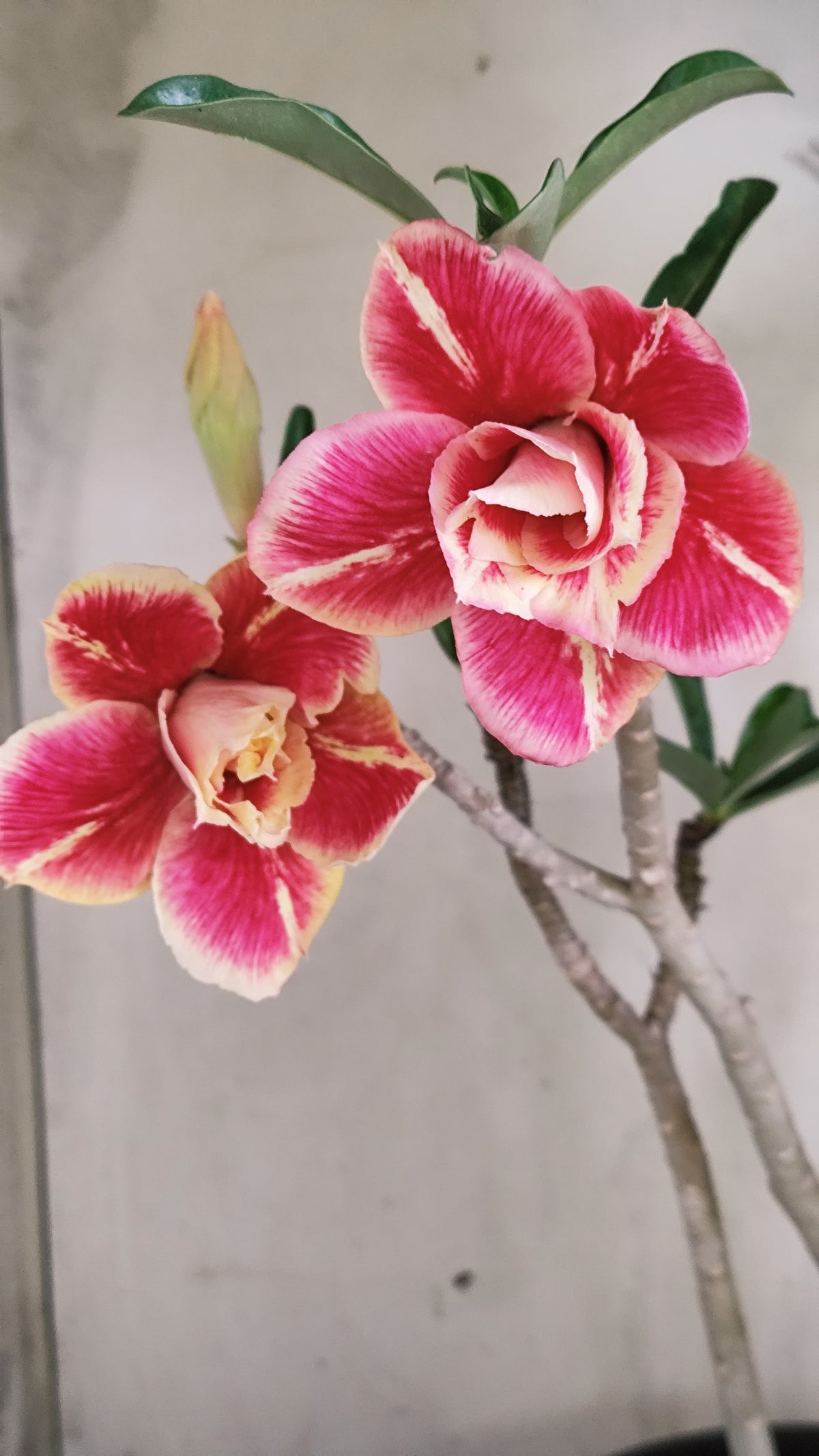 Planta Dobrada 4019 – 45cm – 03 anos - Vaso 20