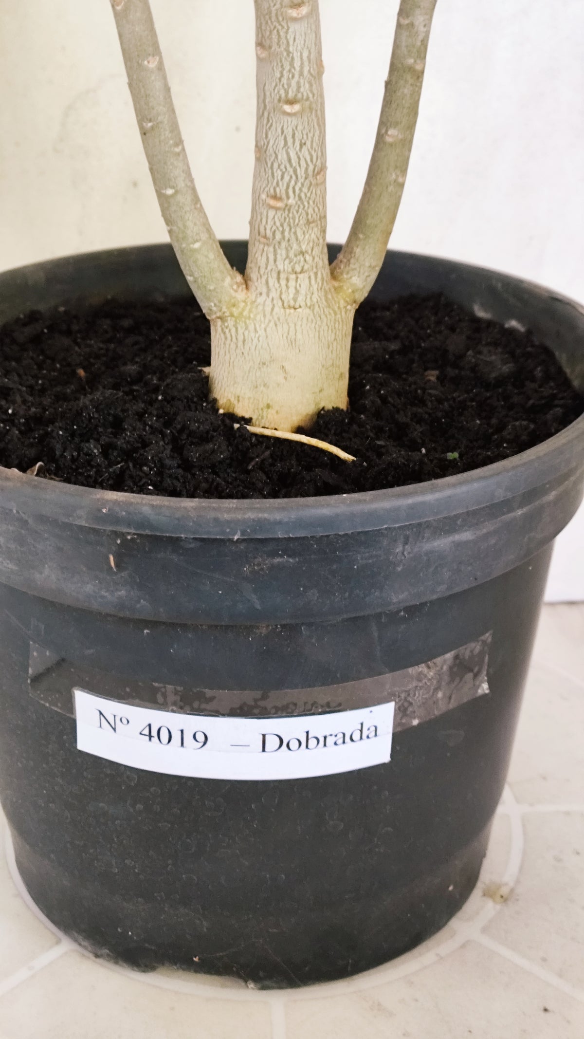 Planta Dobrada 4019 – 45cm – 03 anos - Vaso 20