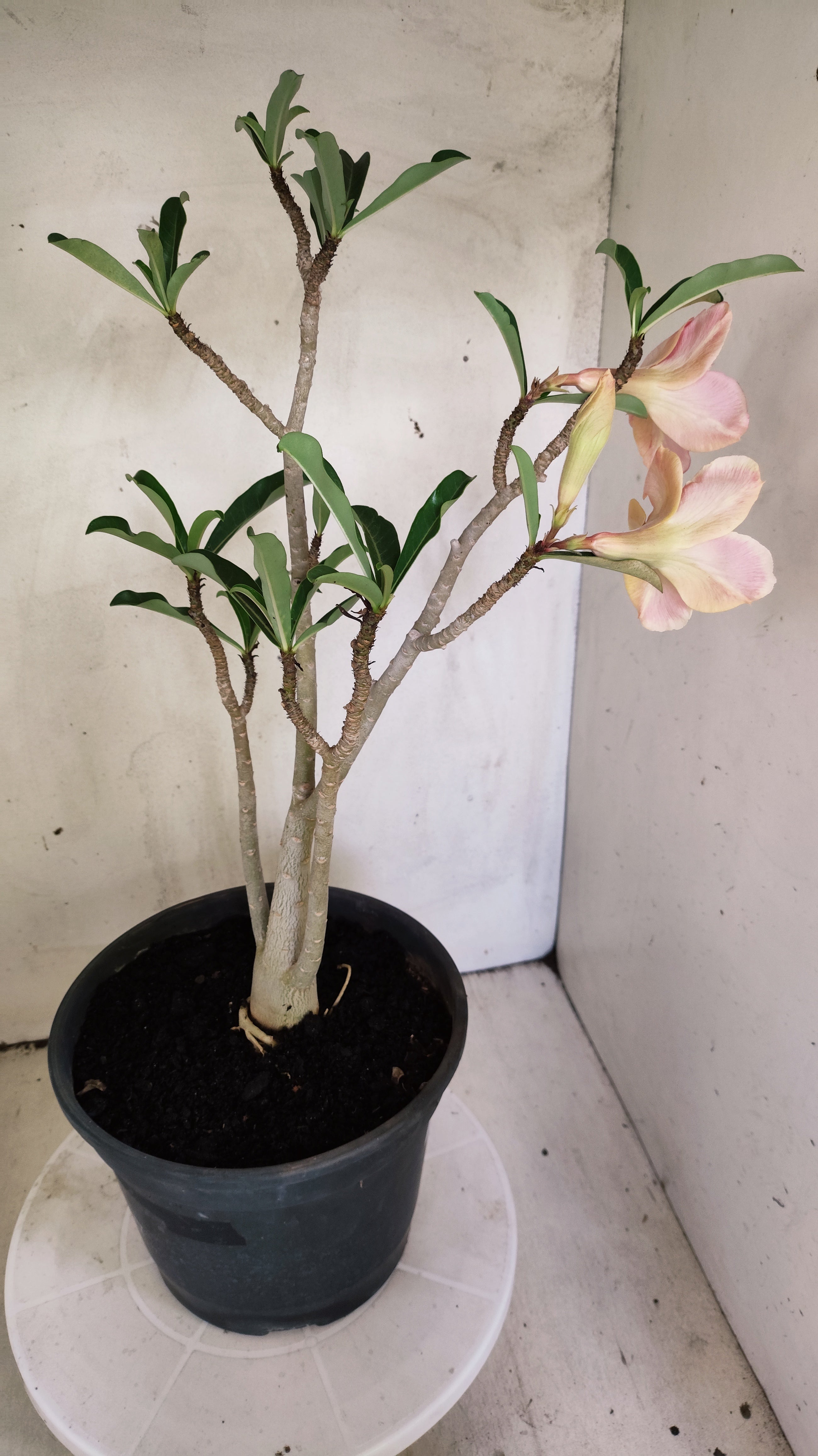 Planta Dobrada 4019 – 45cm – 03 anos - Vaso 20