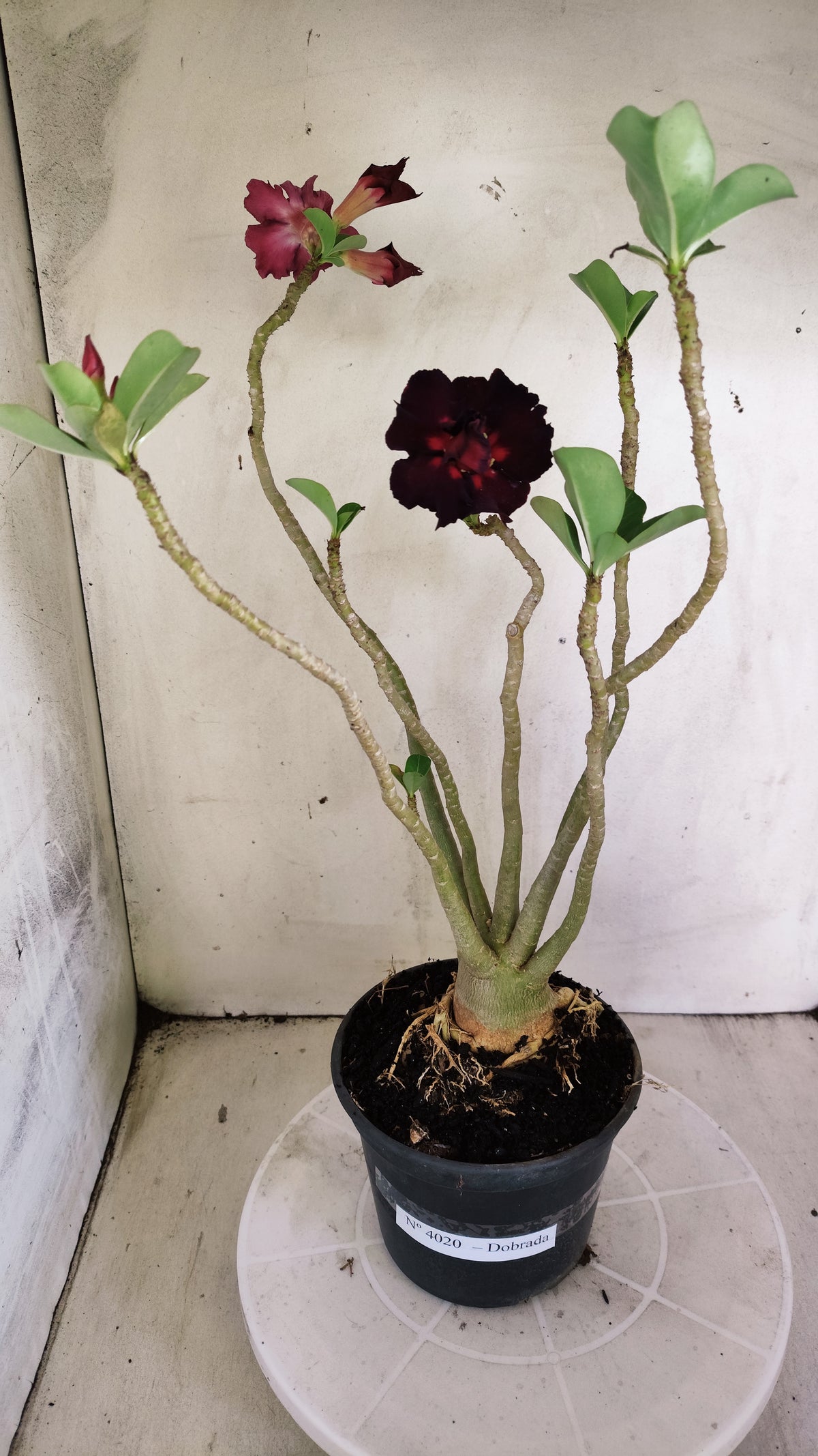 Planta Dobrada 4020 – 35cm – 03 anos - Vaso 15