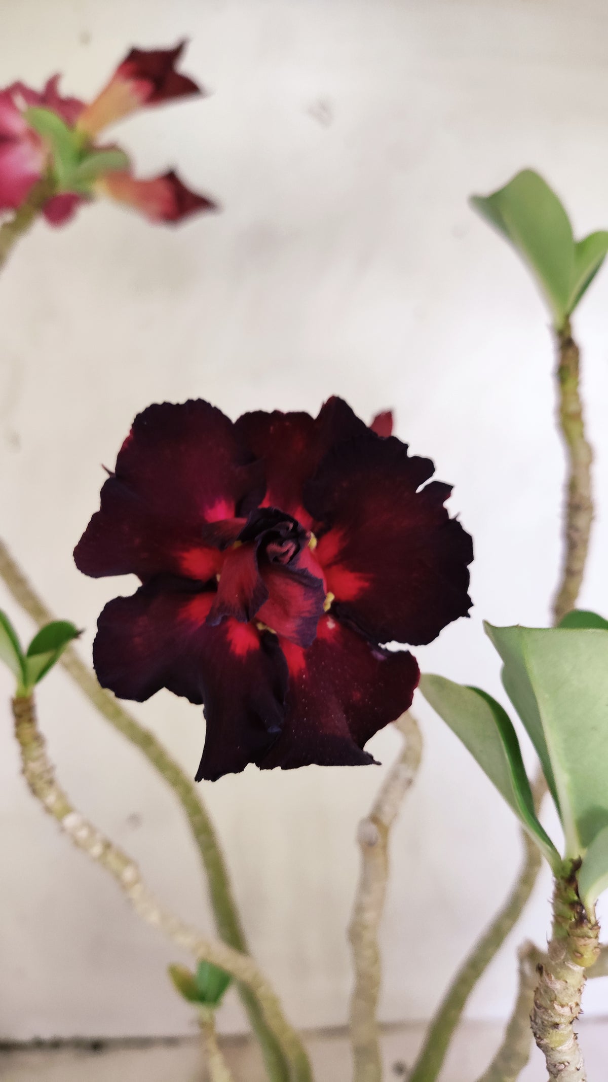 Planta Dobrada 4020 – 35cm – 03 anos - Vaso 15