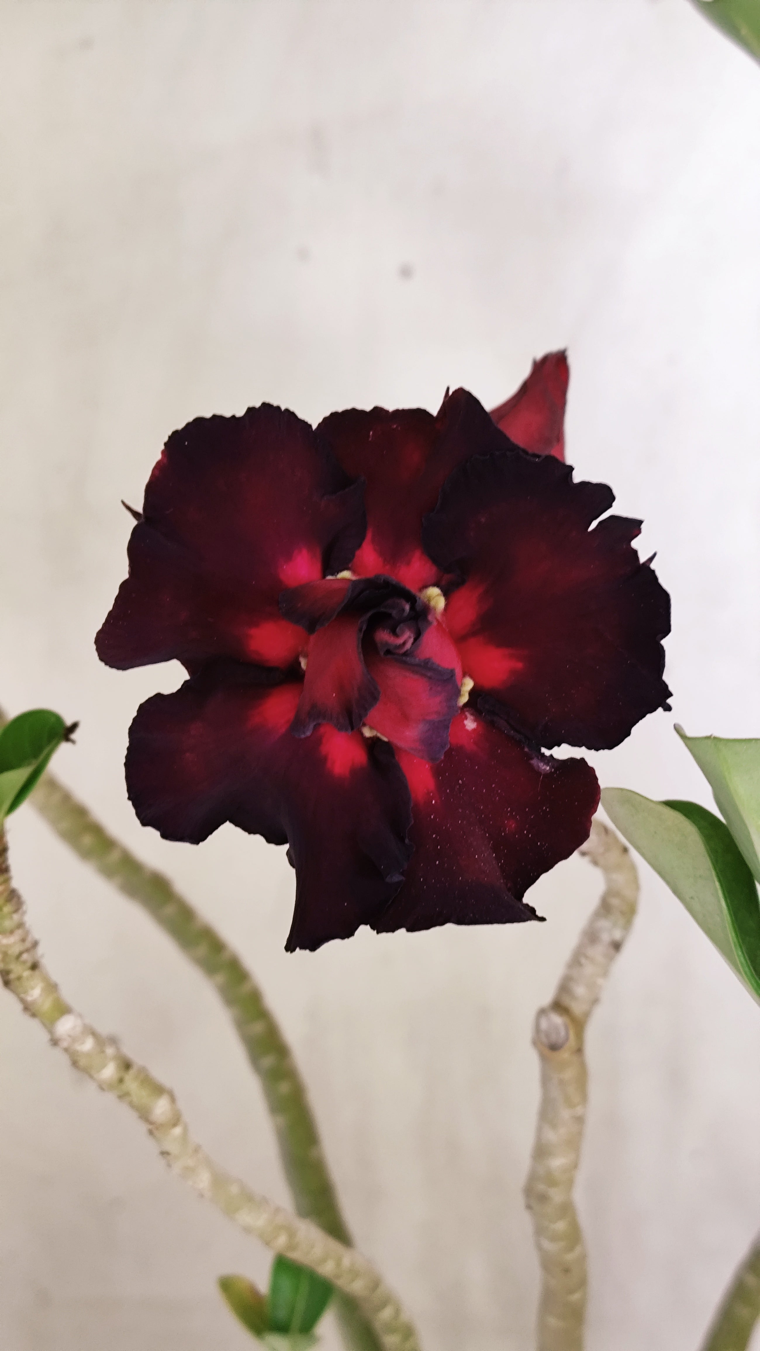 Planta Dobrada 4020 – 35cm – 03 anos - Vaso 15