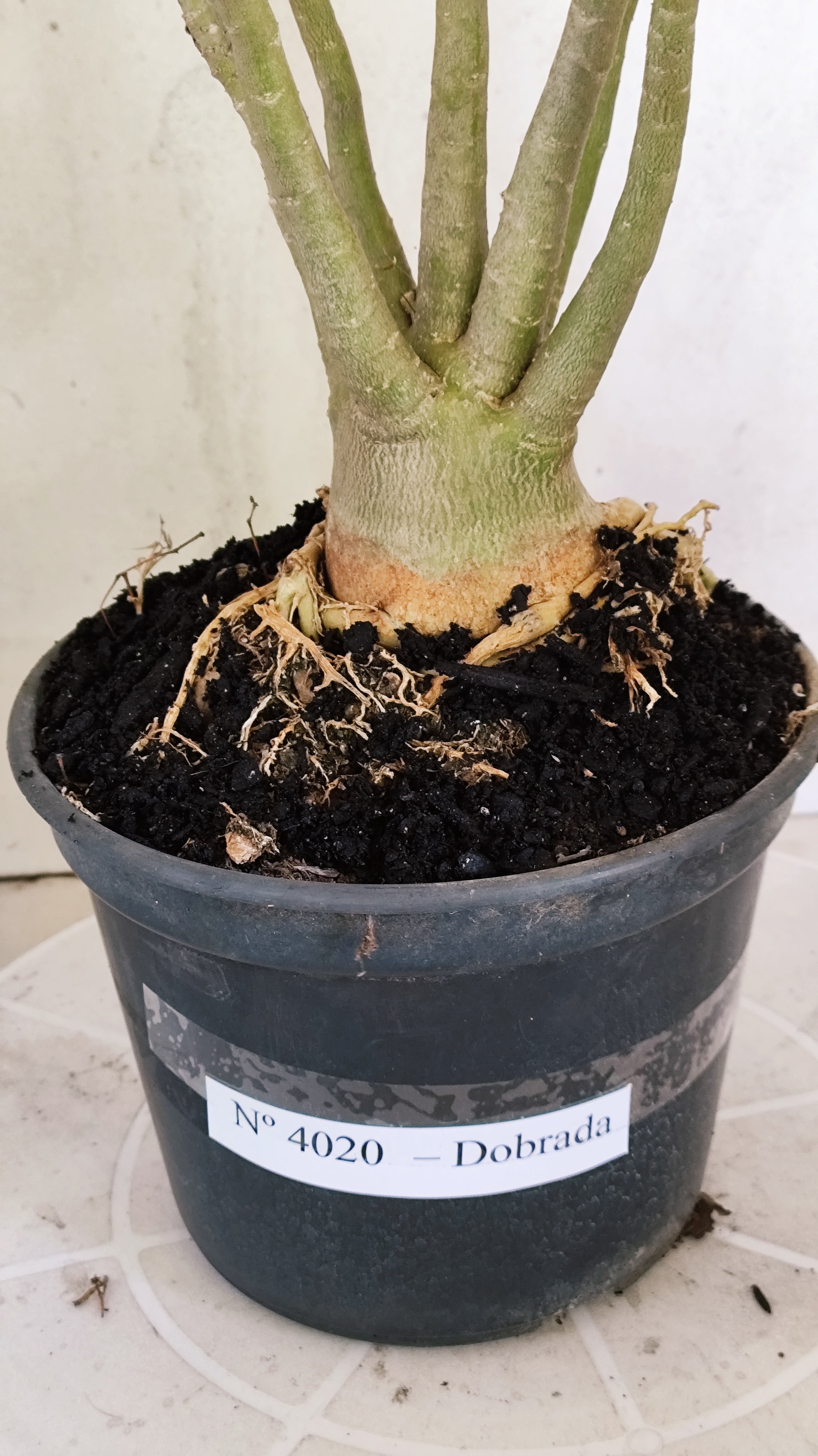 Planta Dobrada 4020 – 35cm – 03 anos - Vaso 15
