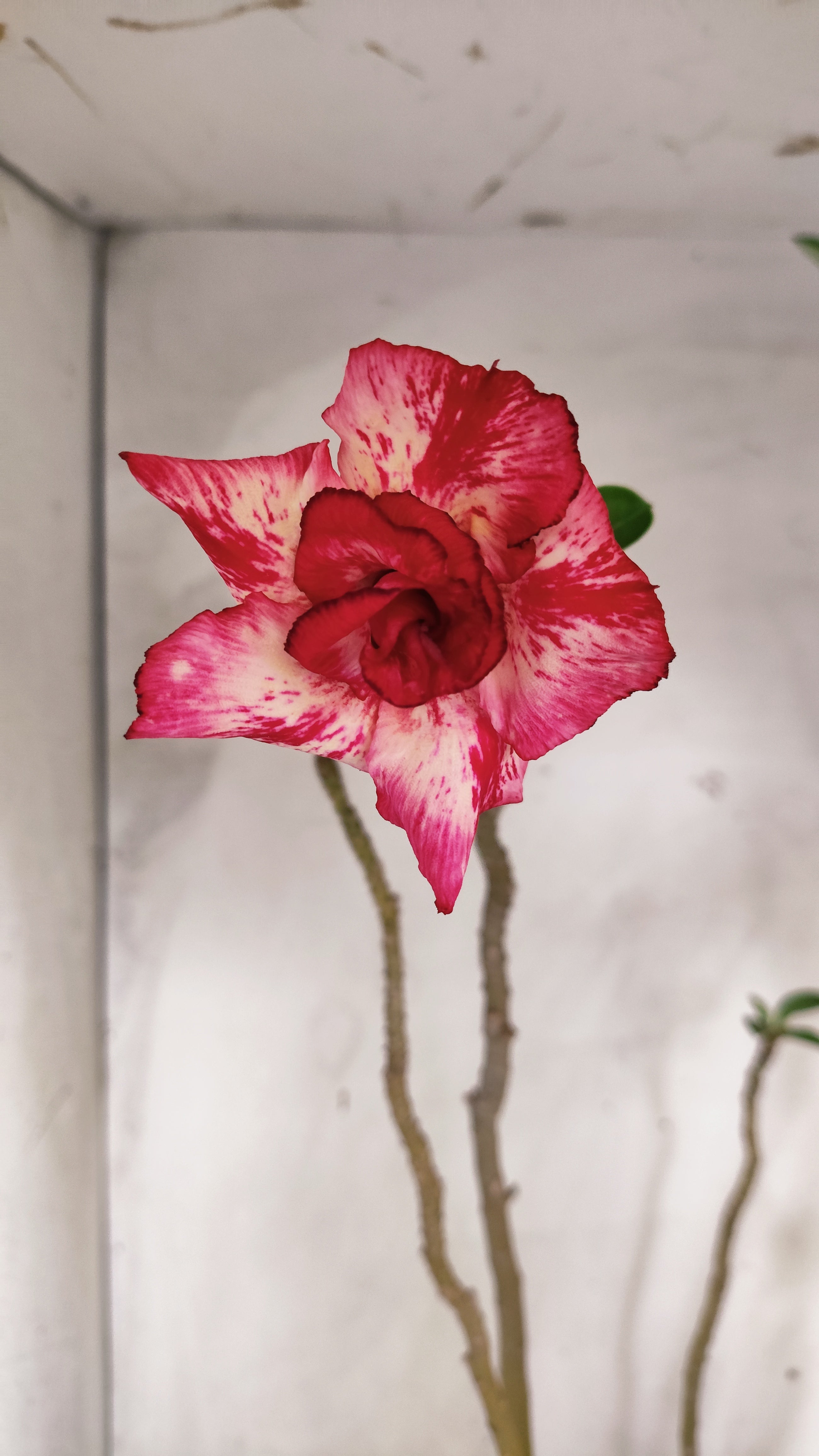 Planta Dobrada 4021 – 60cm – 04 anos - Vaso 17