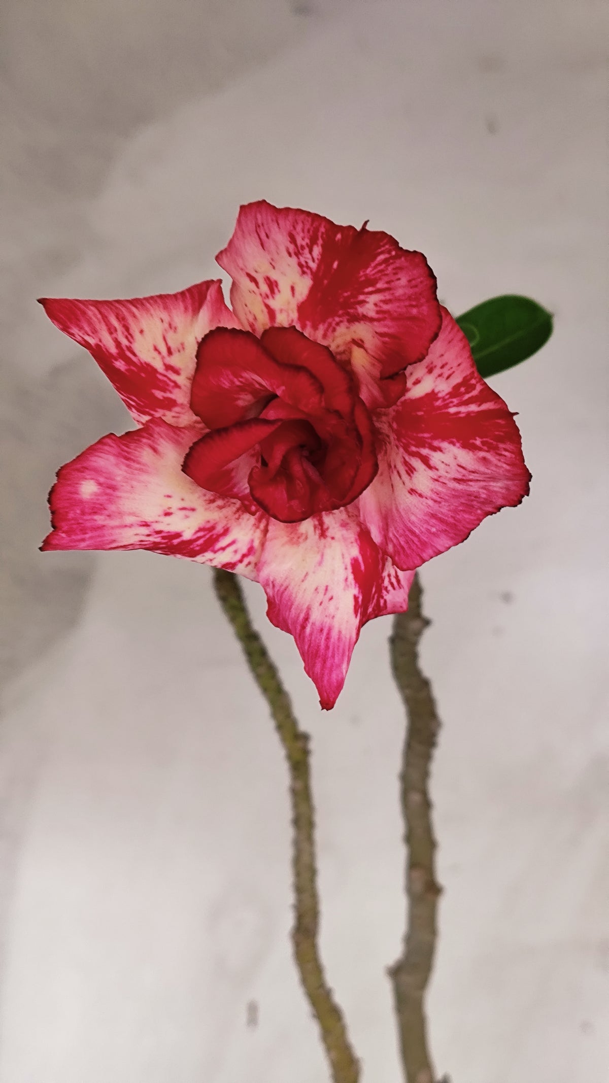 Planta Dobrada 4021 – 60cm – 04 anos - Vaso 17