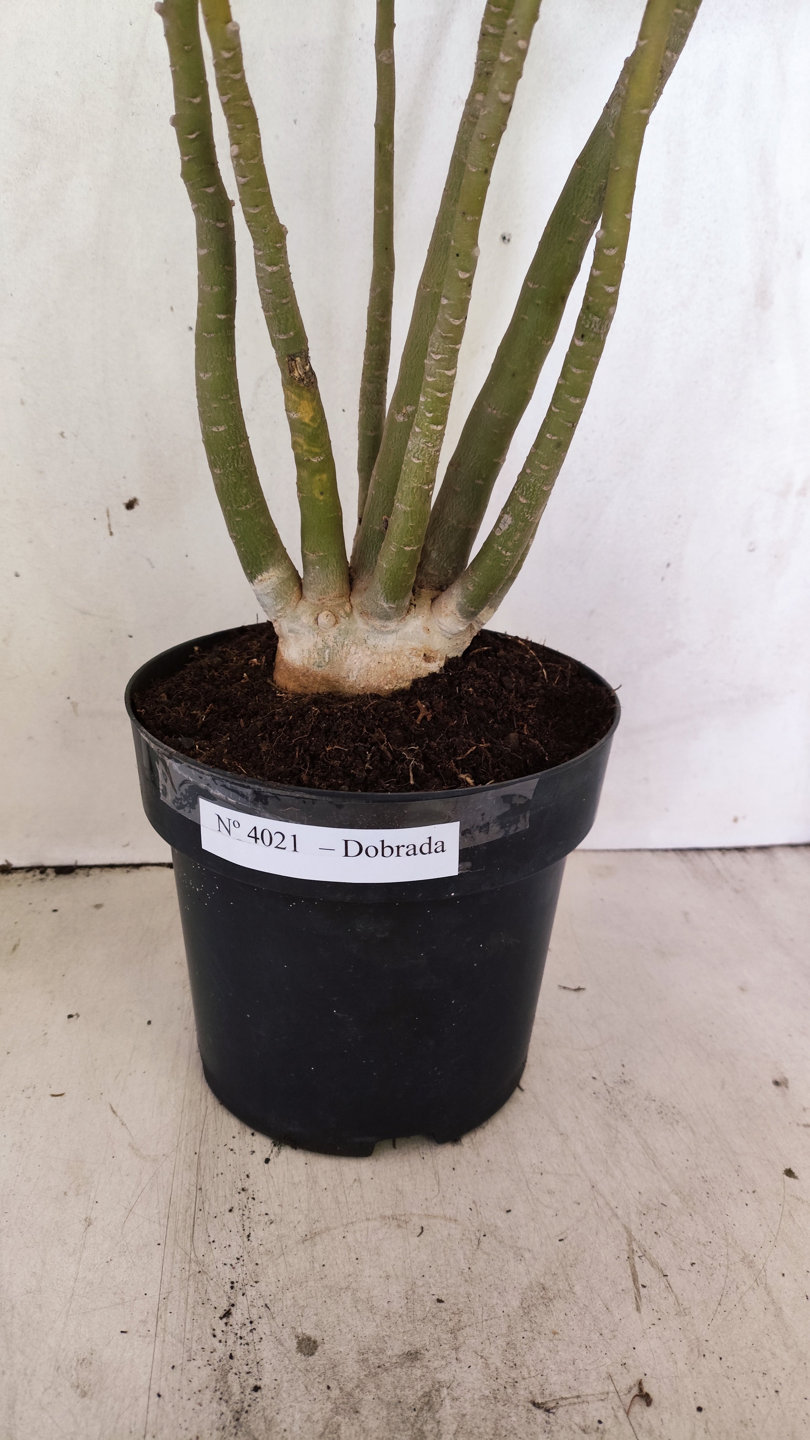 Planta Dobrada 4021 – 60cm – 04 anos - Vaso 17