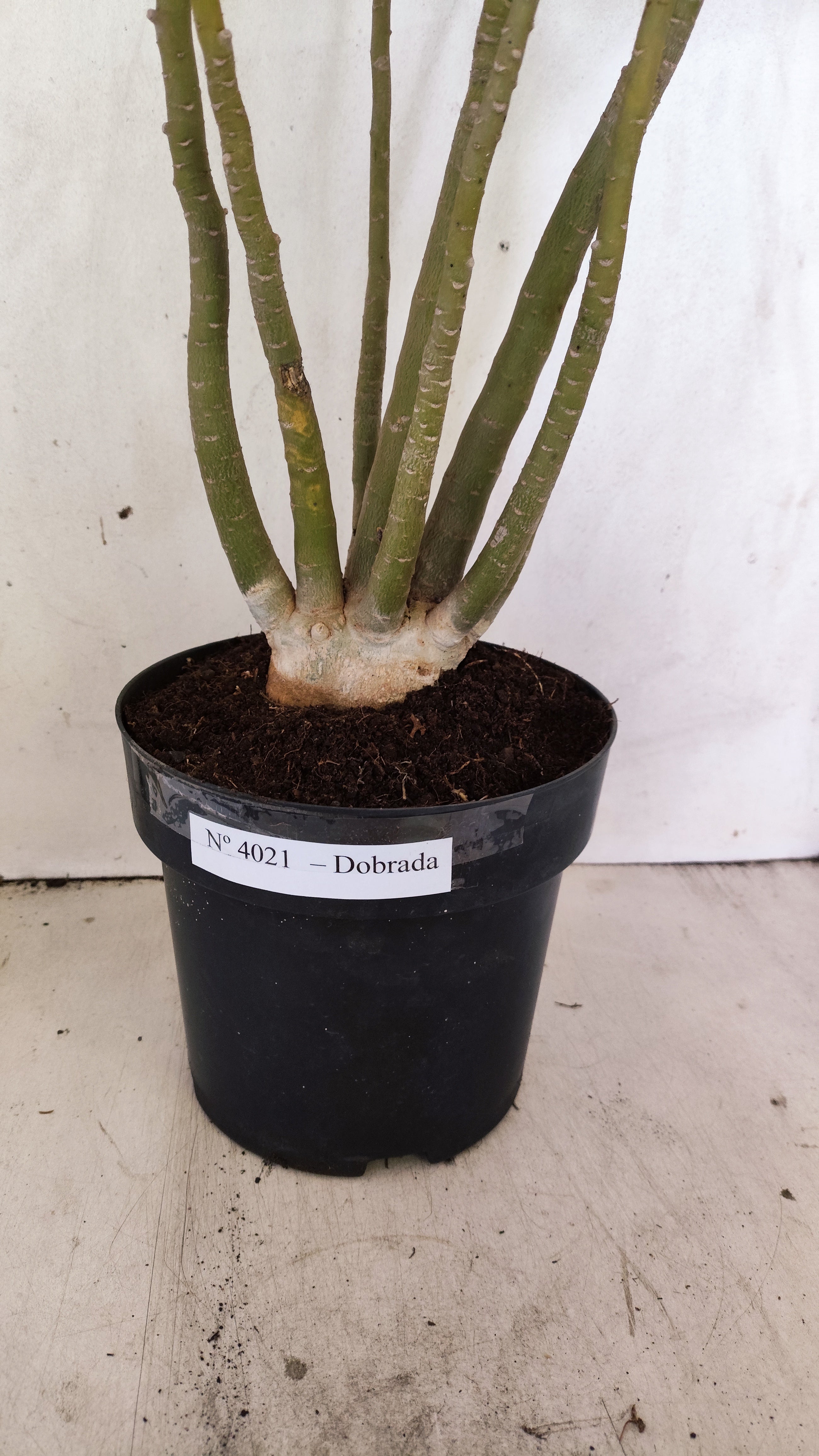 Planta Dobrada 4021 – 60cm – 04 anos - Vaso 17