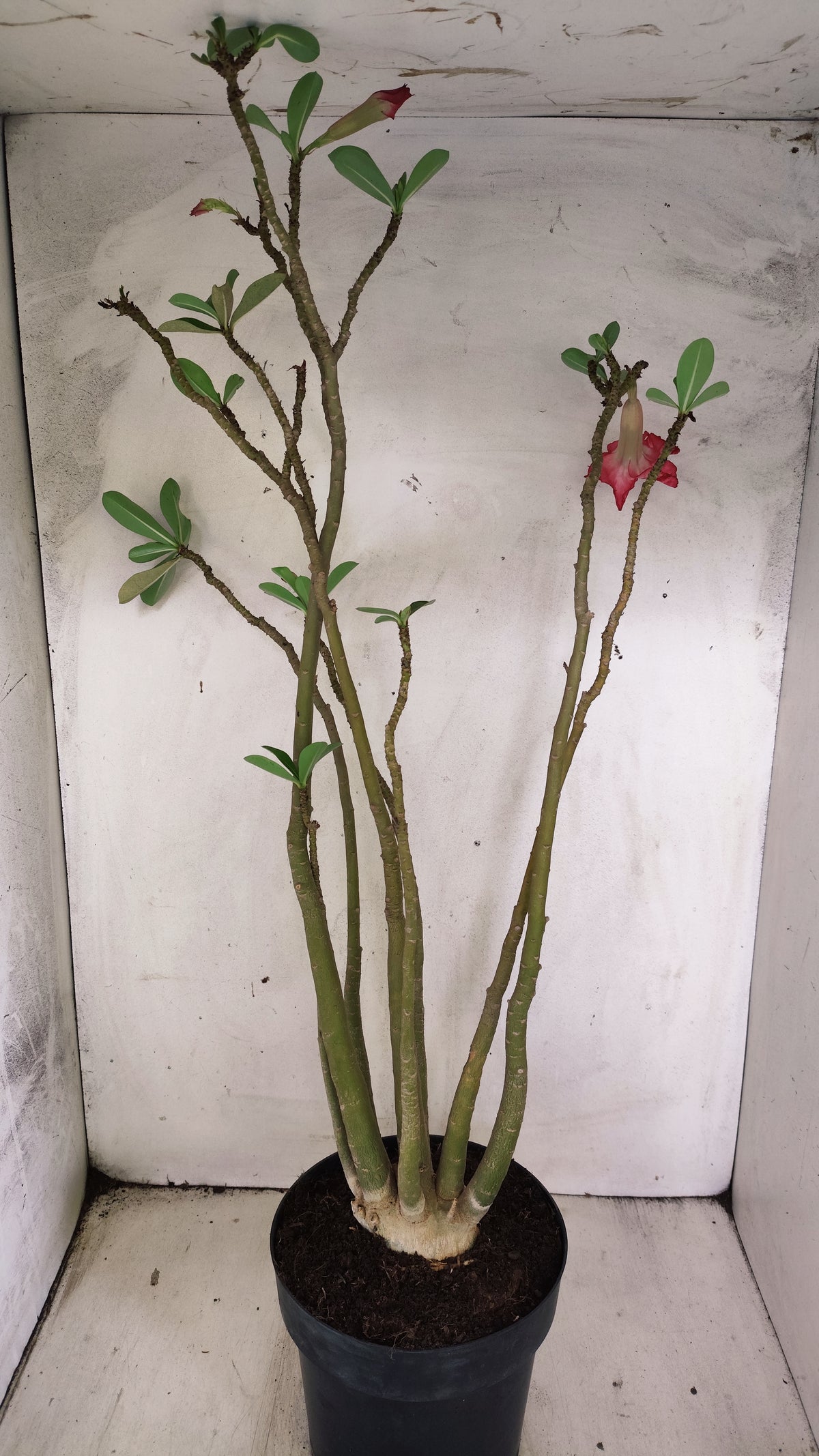 Planta Dobrada 4021 – 60cm – 04 anos - Vaso 17
