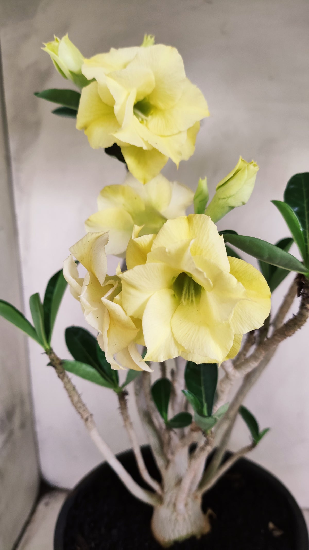 Planta Dobrada 4022 – 40cm – 03 anos - Vaso 20