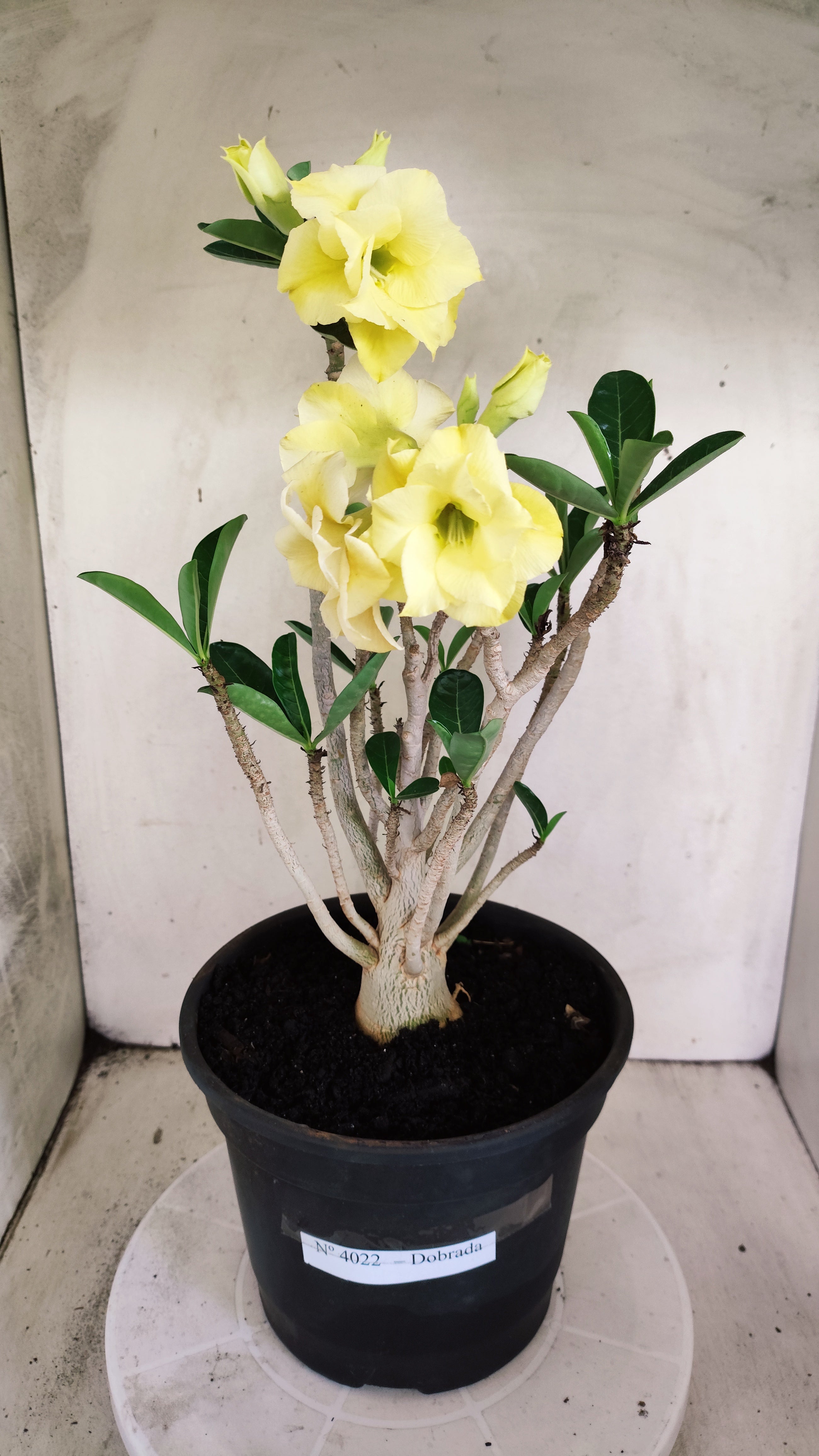 Planta Dobrada 4022 – 40cm – 03 anos - Vaso 20