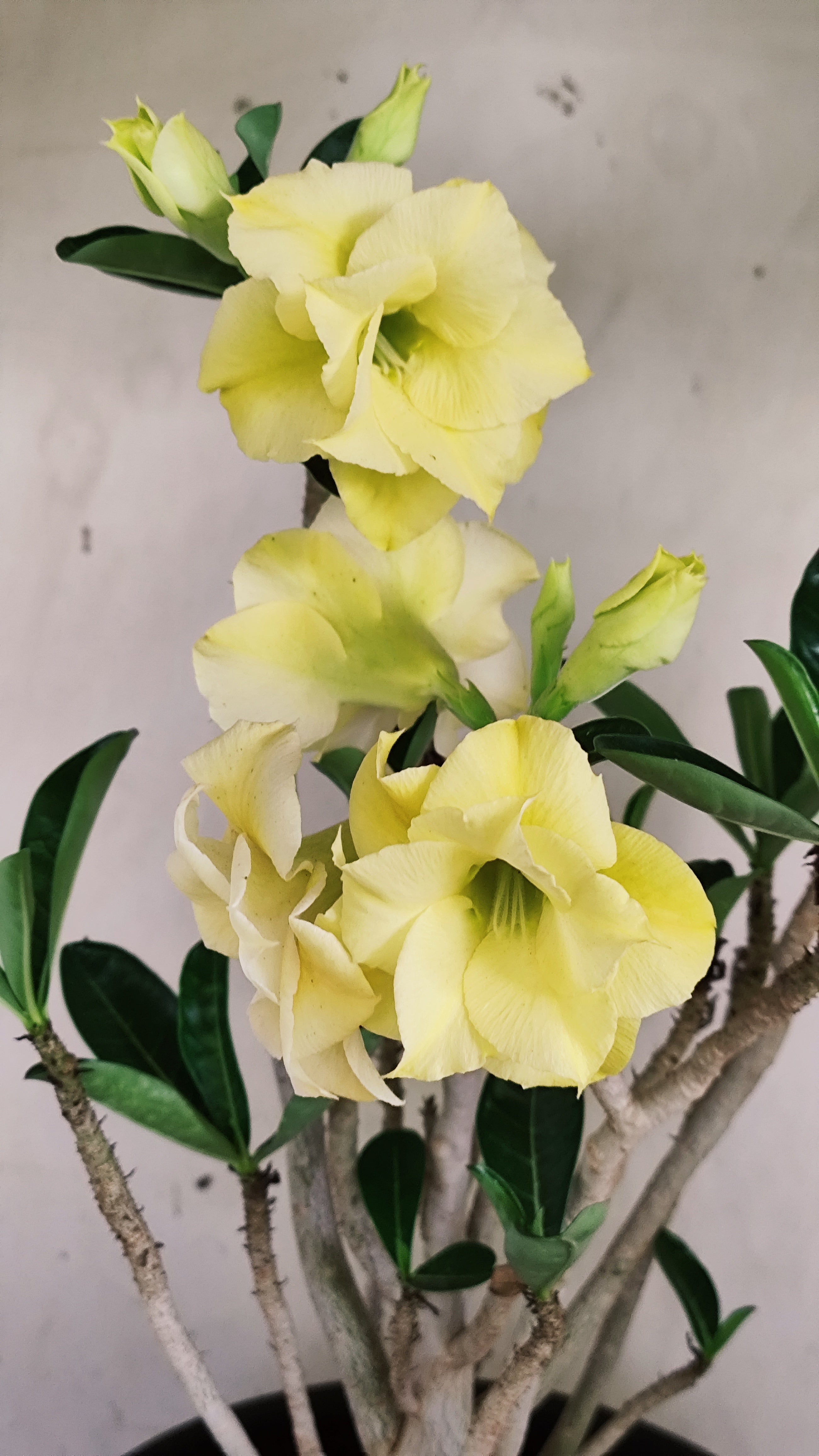Planta Dobrada 4022 – 40cm – 03 anos - Vaso 20