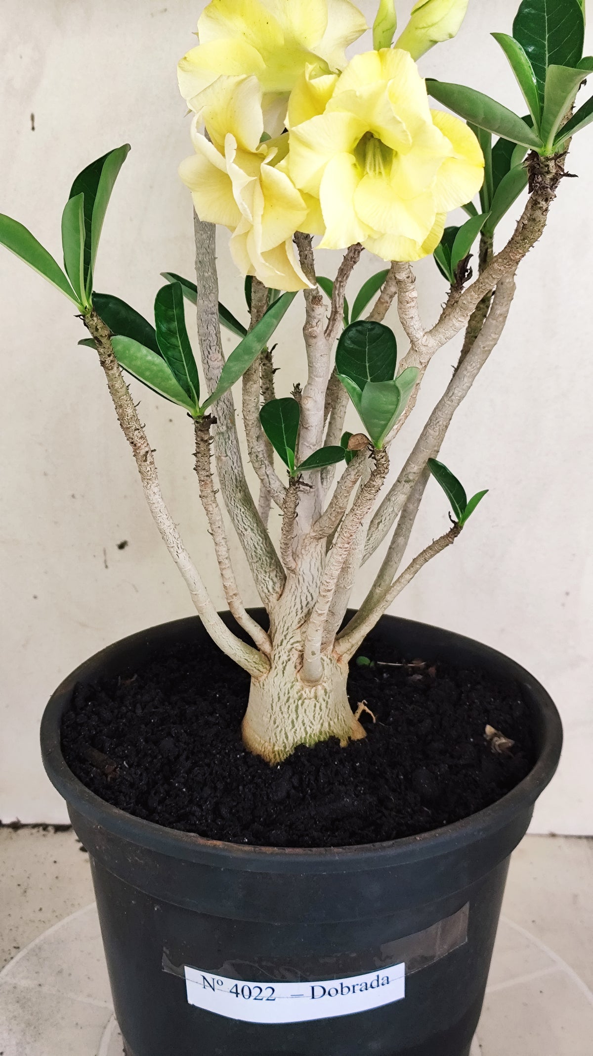 Planta Dobrada 4022 – 40cm – 03 anos - Vaso 20