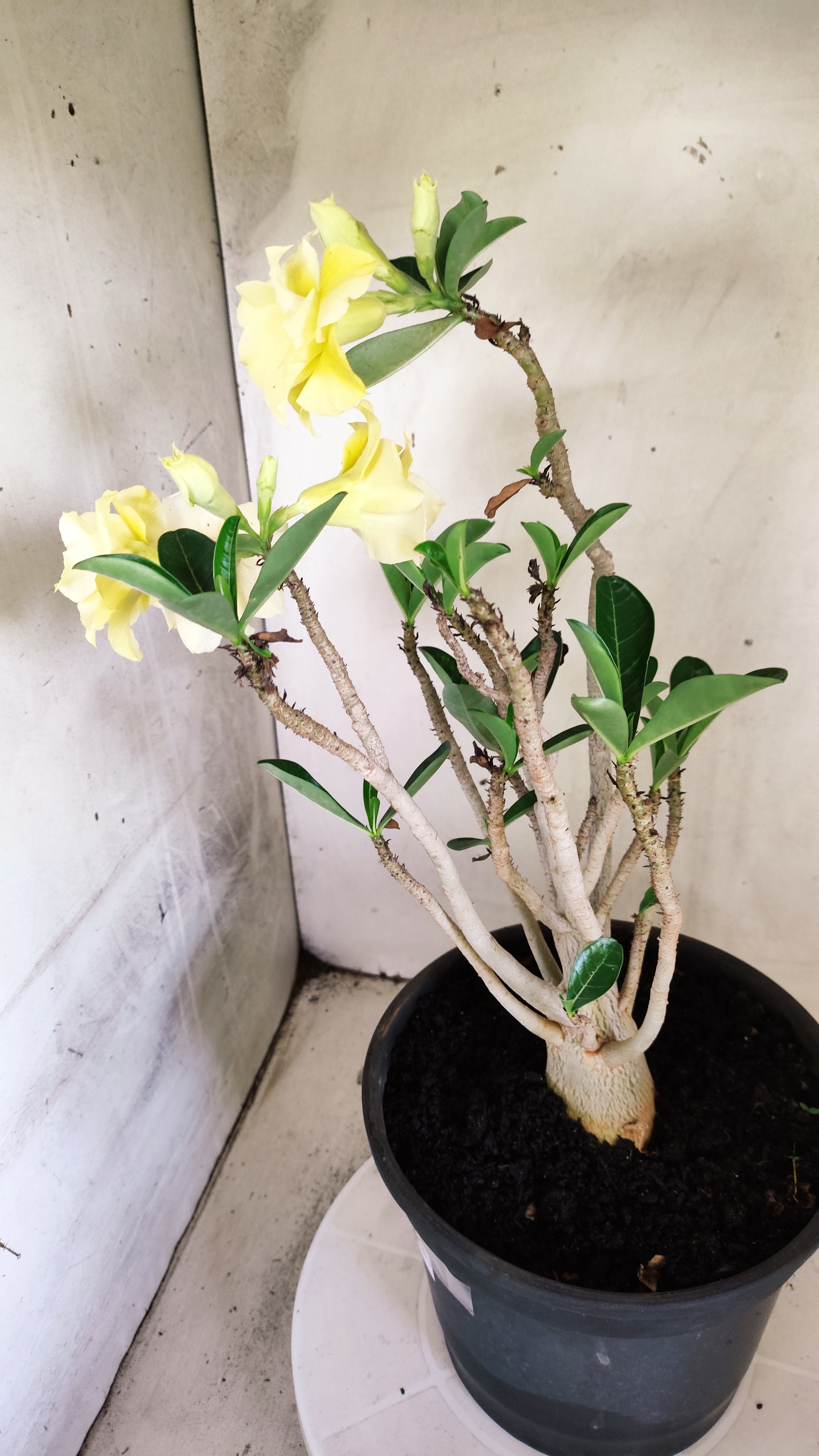 Planta Dobrada 4022 – 40cm – 03 anos - Vaso 20