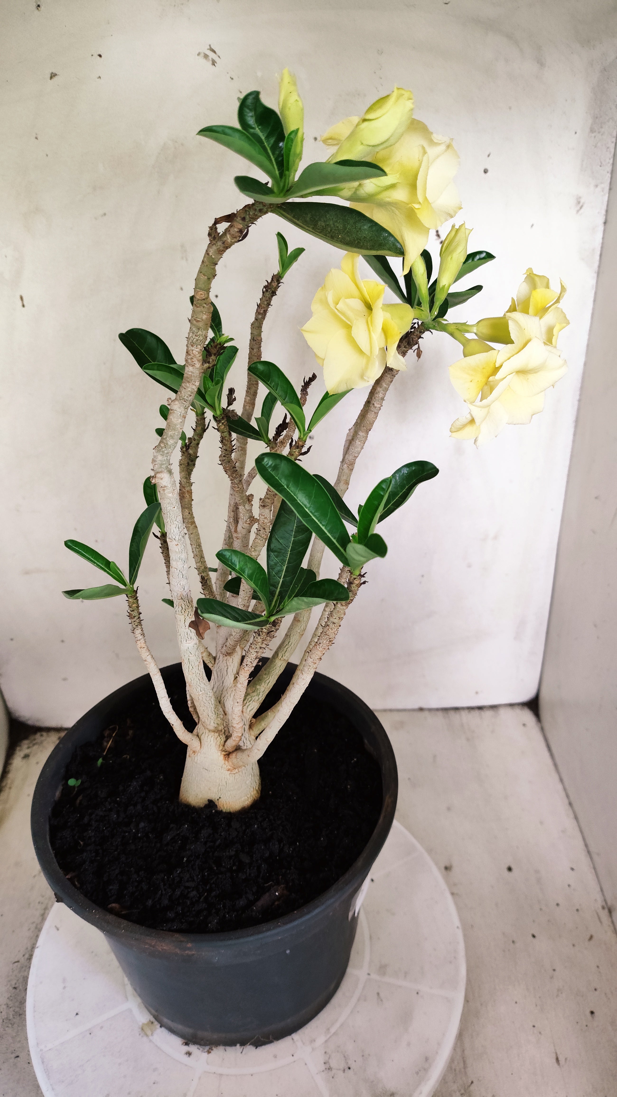 Planta Dobrada 4022 – 40cm – 03 anos - Vaso 20