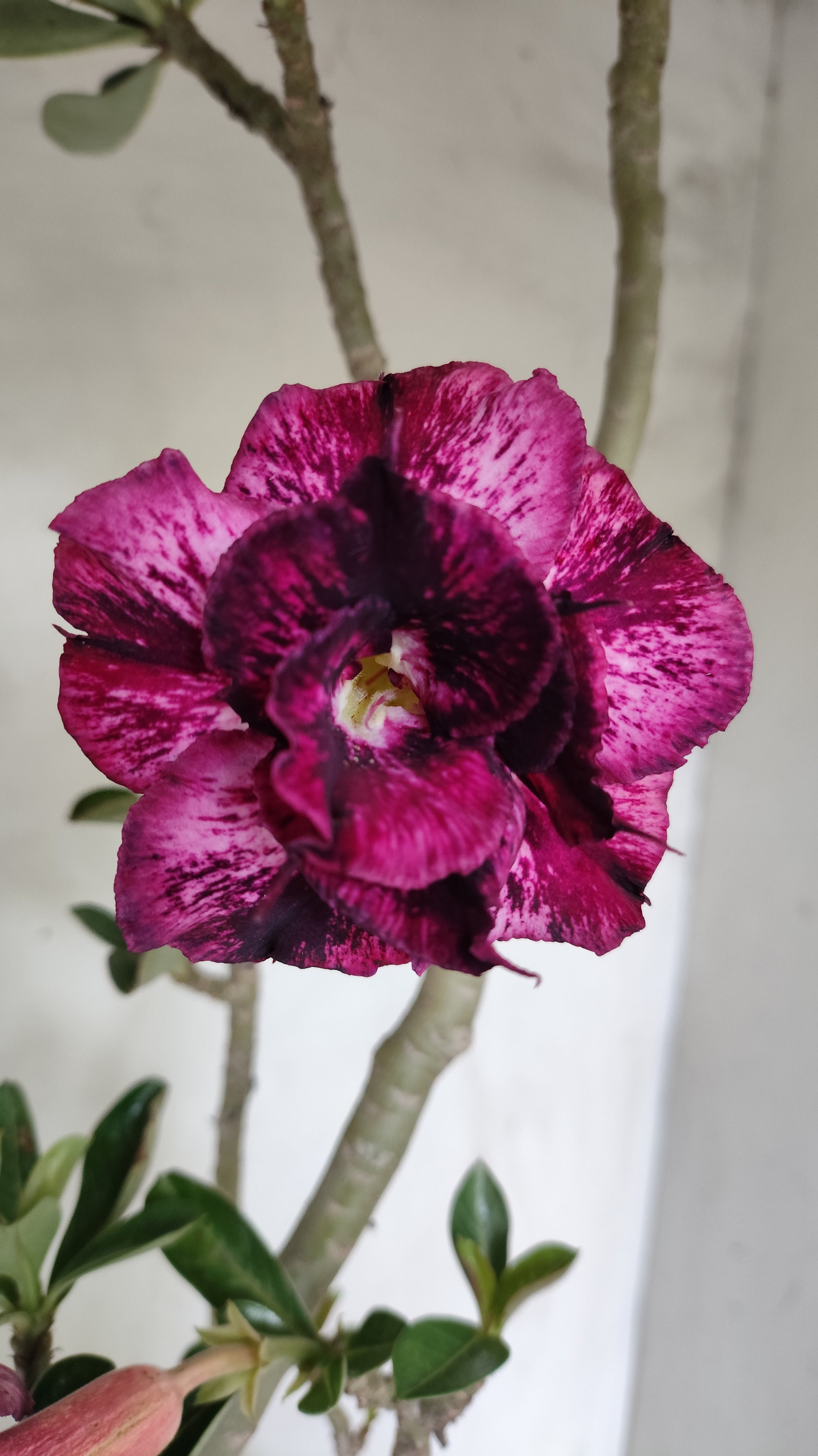 Planta Dobrada 4023 – 55cm – 04 anos - Vaso 17