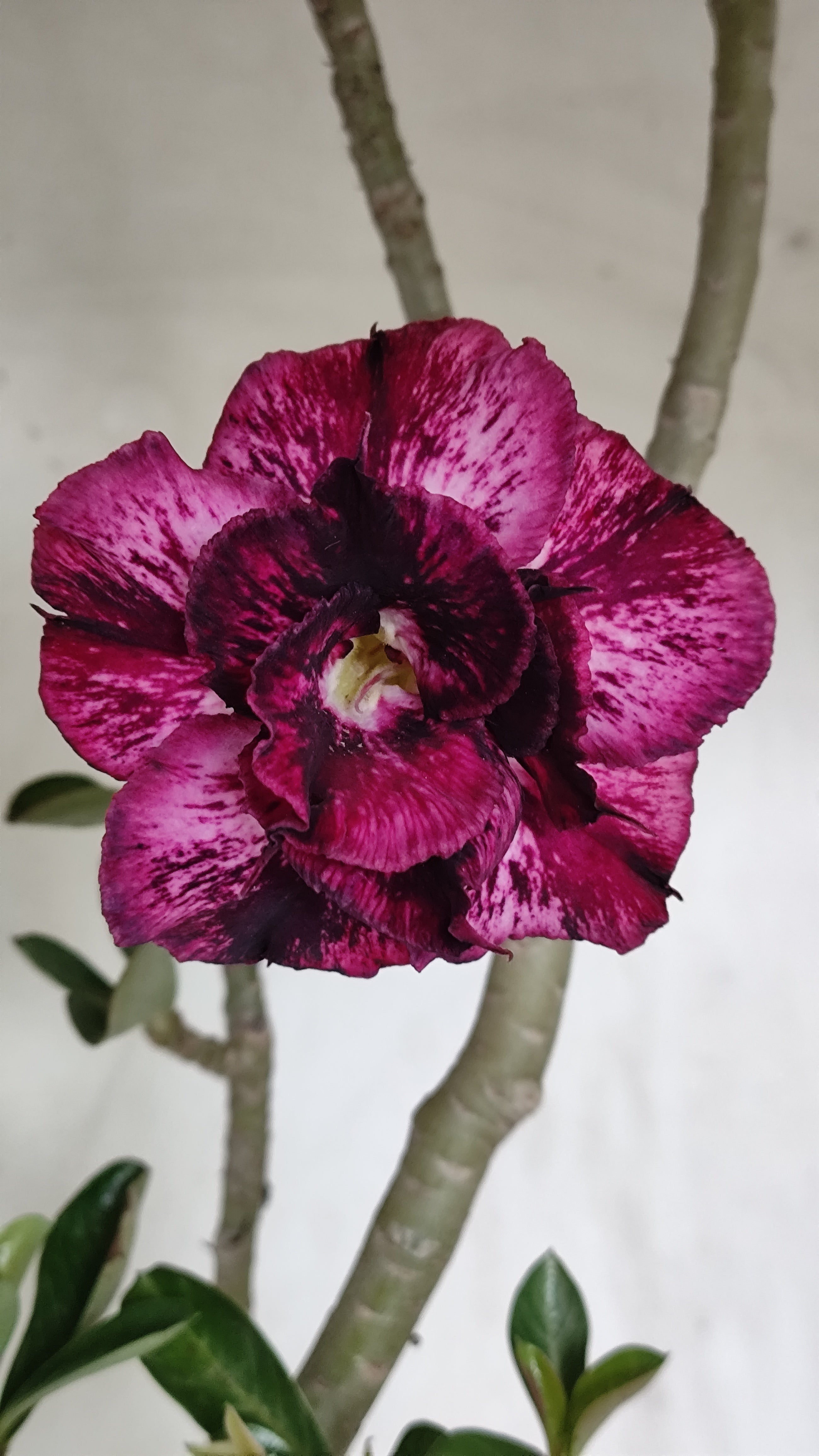 Planta Dobrada 4023 – 55cm – 04 anos - Vaso 17