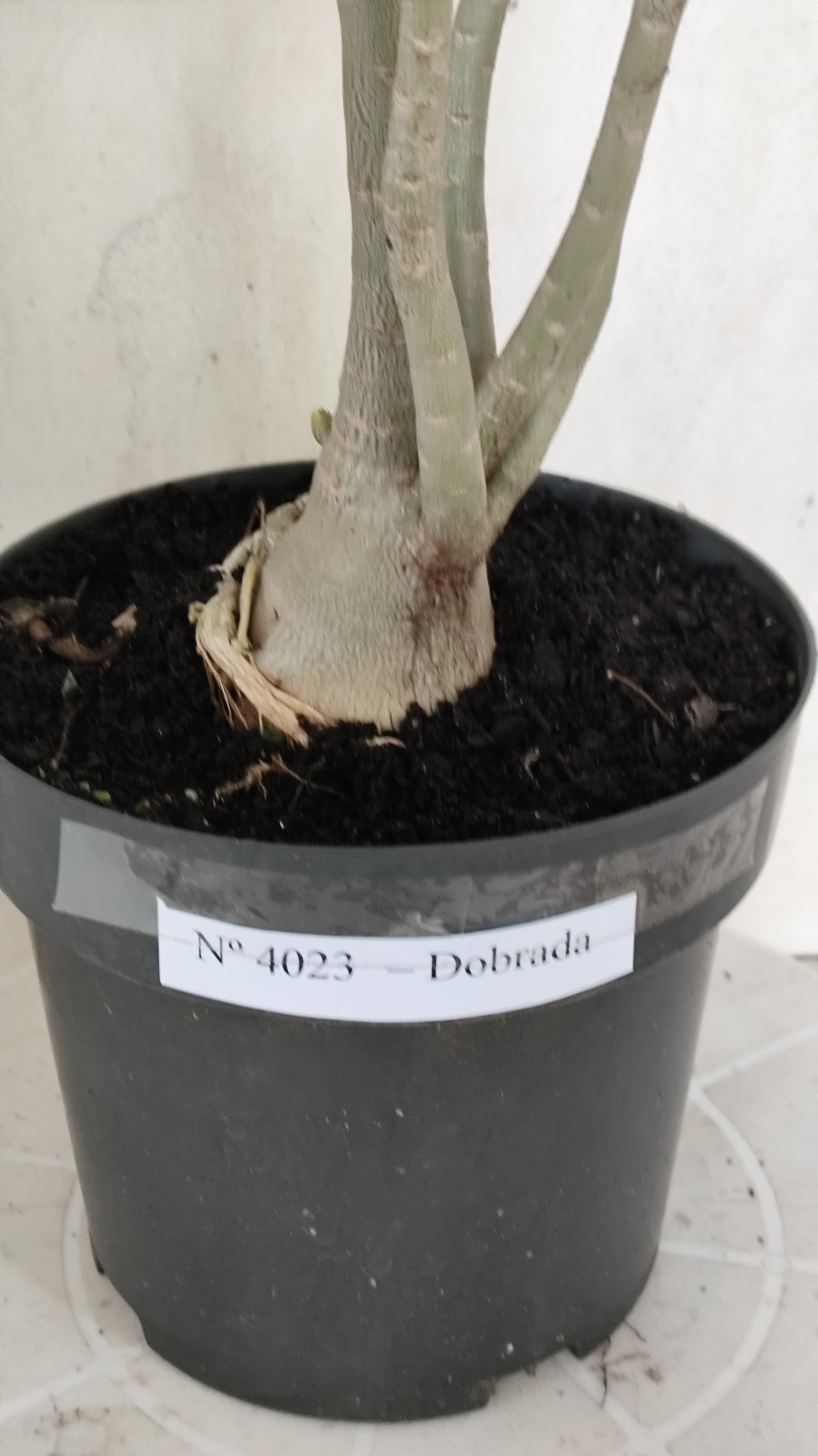 Planta Dobrada 4023 – 55cm – 04 anos - Vaso 17
