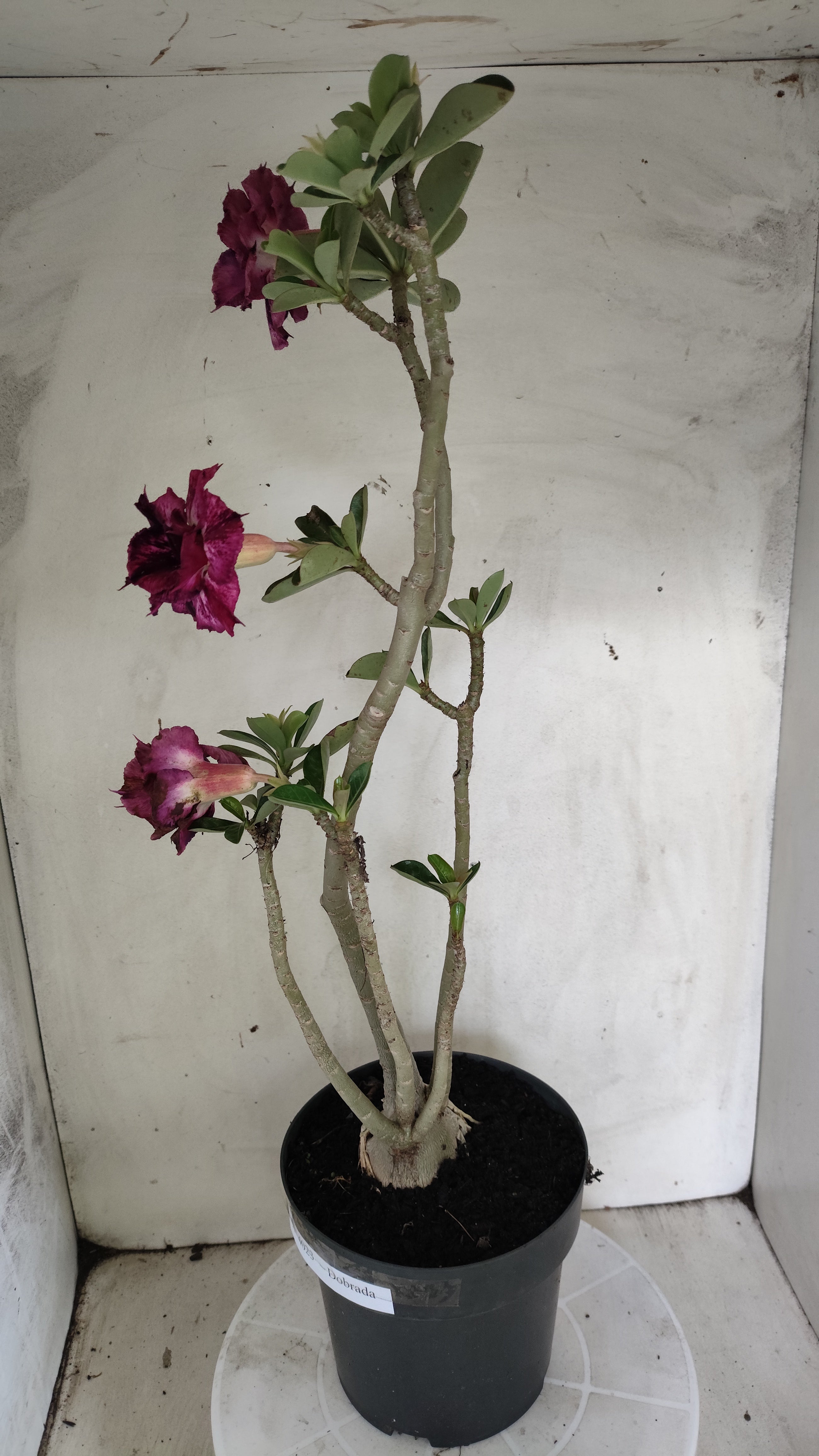 Planta Dobrada 4023 – 55cm – 04 anos - Vaso 17