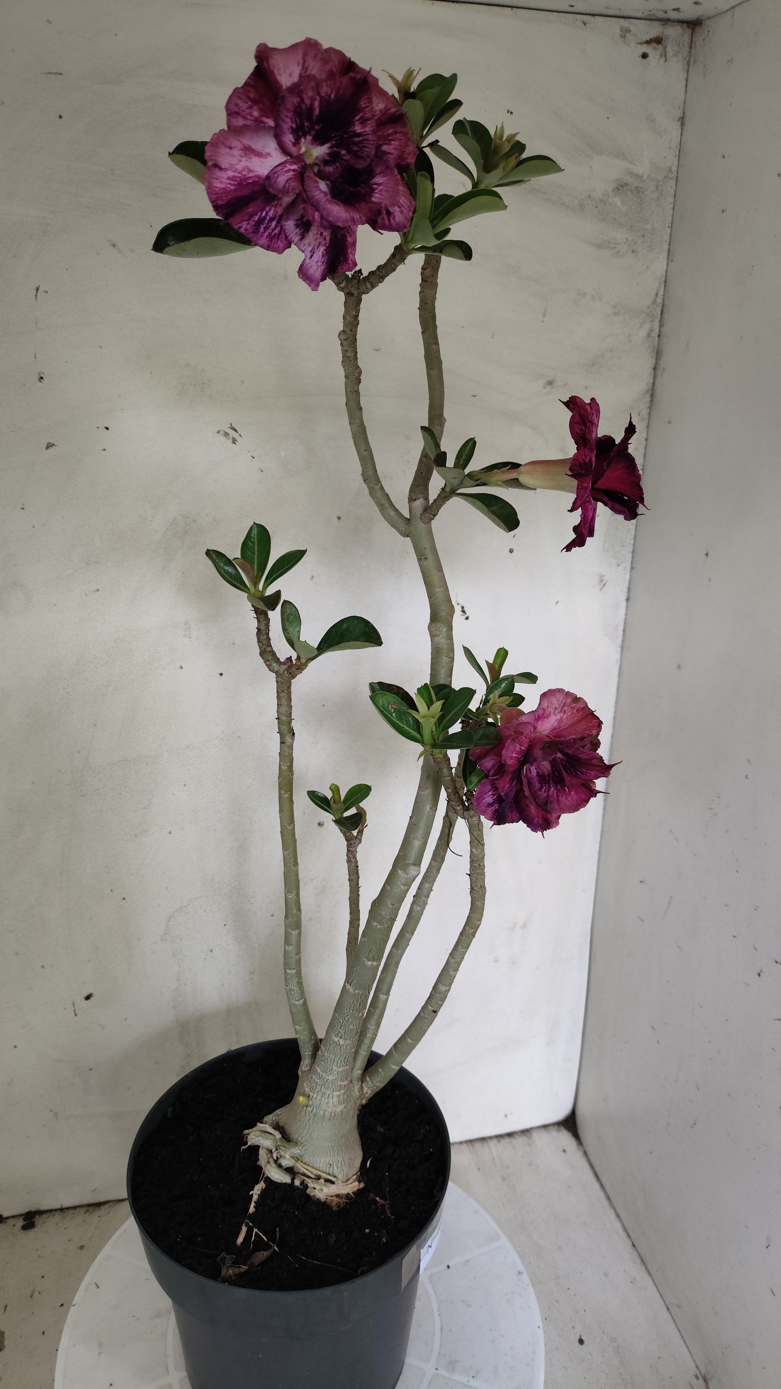 Planta Dobrada 4023 – 55cm – 04 anos - Vaso 17