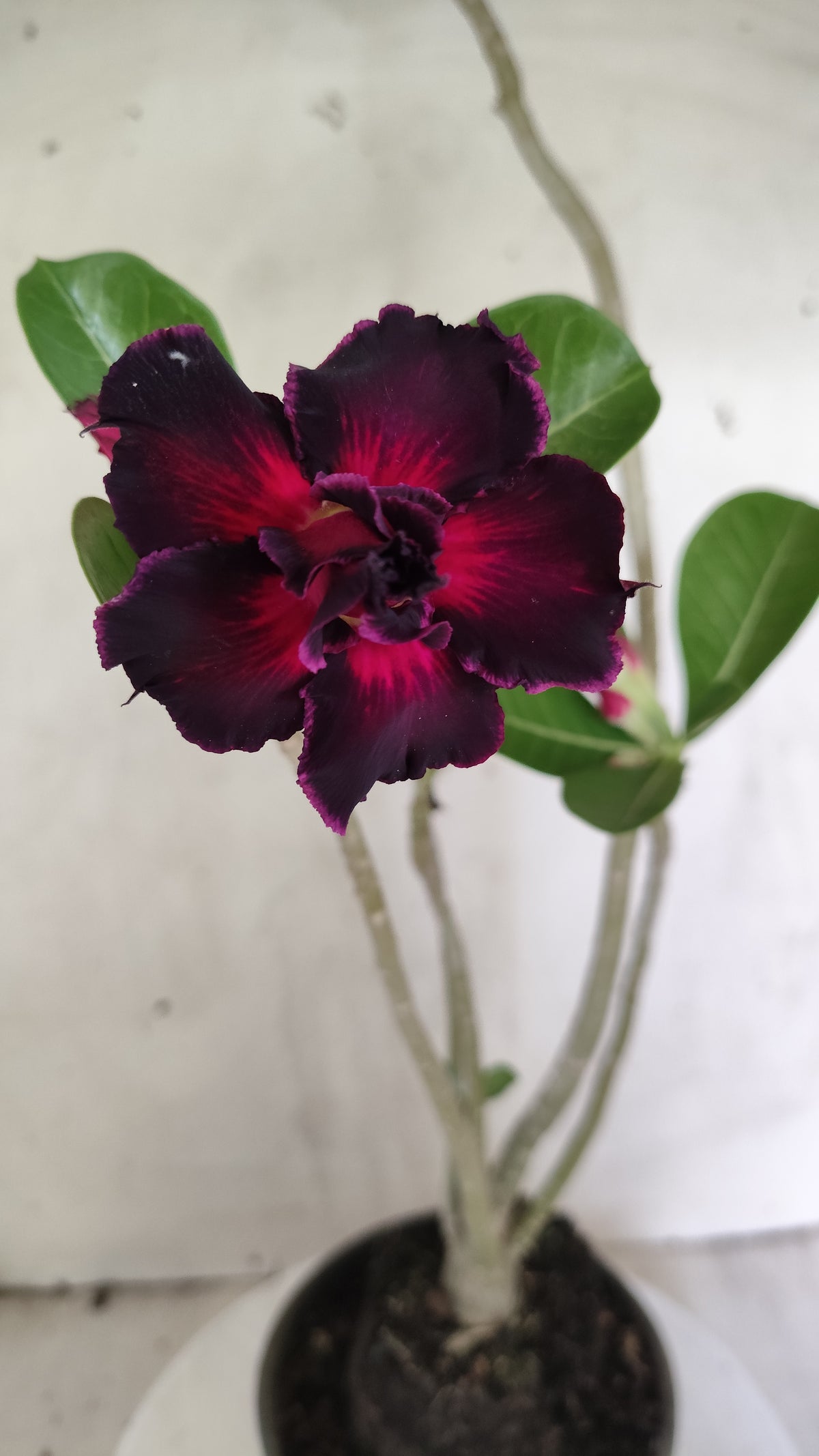 Planta Dobrada 4024 – 35cm – 02 anos - Vaso 15