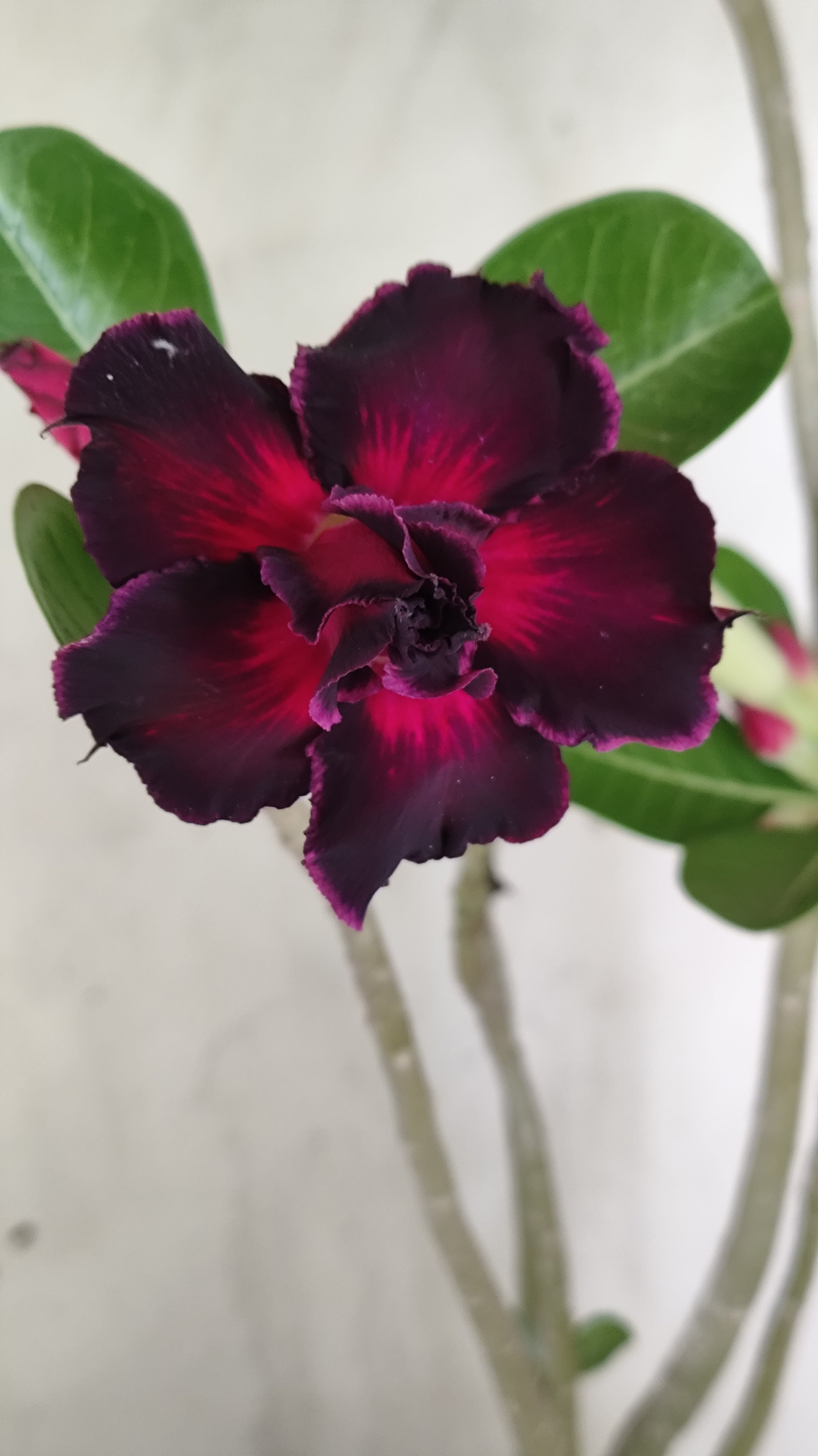 Planta Dobrada 4024 – 35cm – 02 anos - Vaso 15
