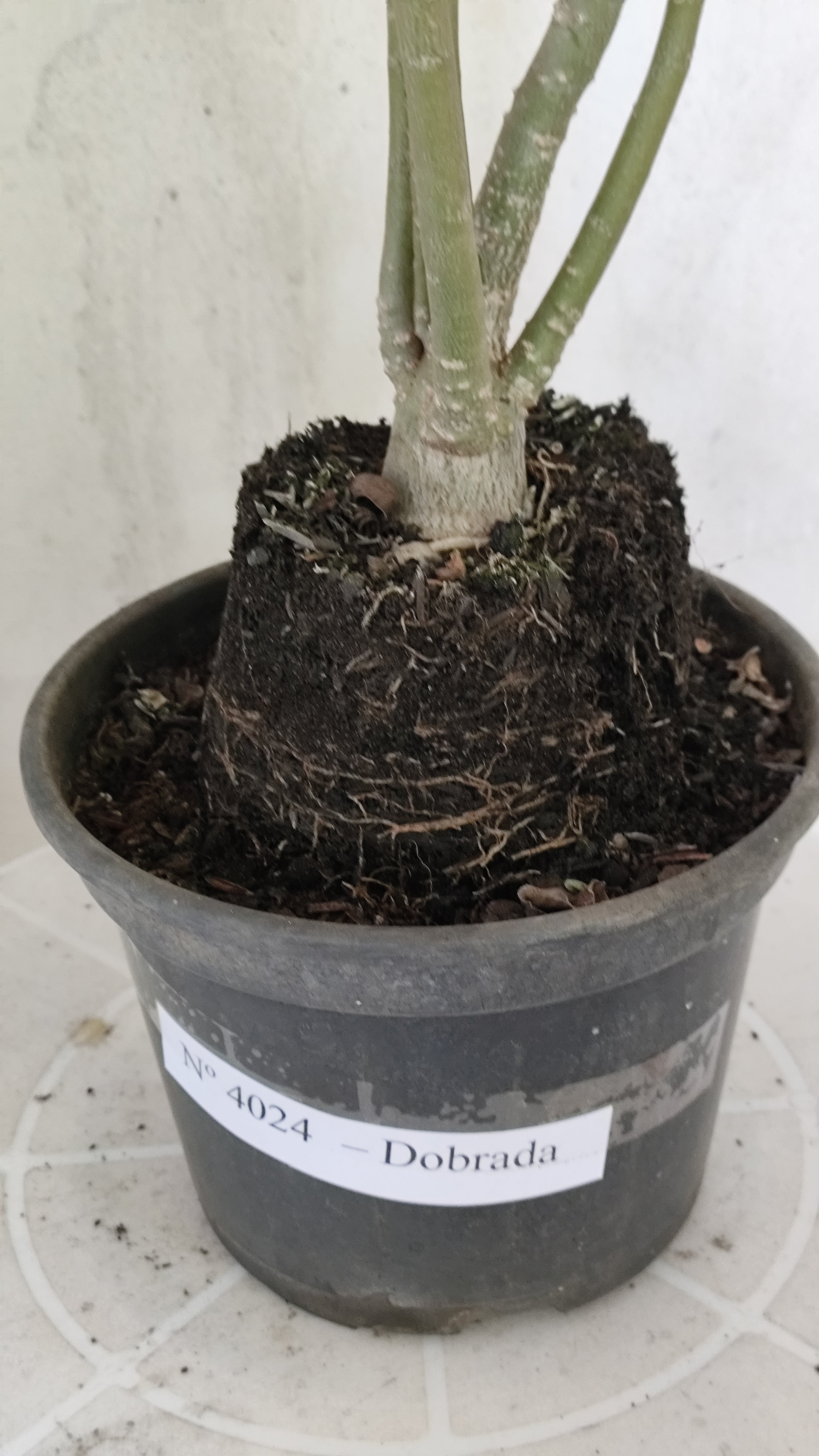 Planta Dobrada 4024 – 35cm – 02 anos - Vaso 15
