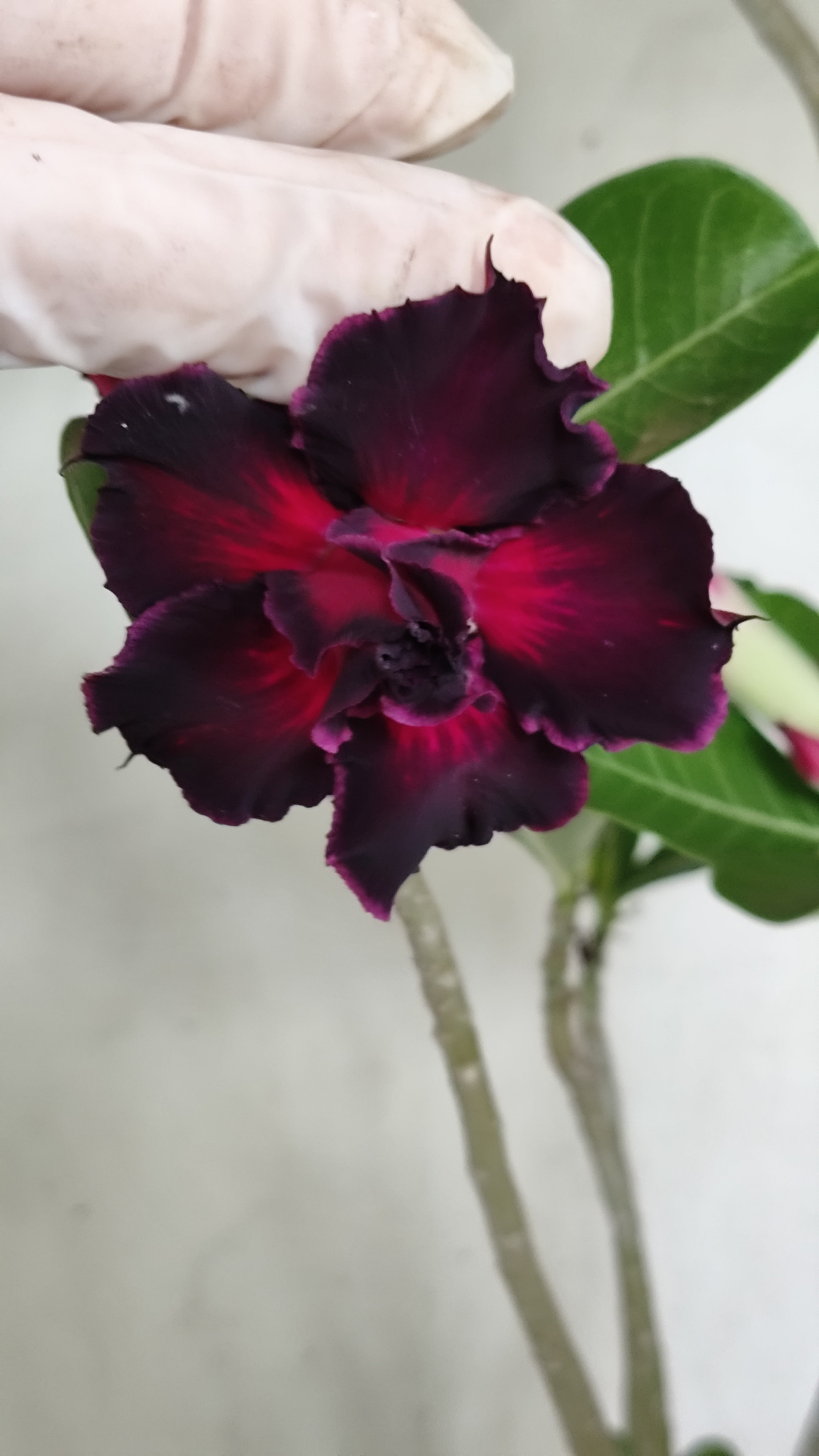 Planta Dobrada 4024 – 35cm – 02 anos - Vaso 15