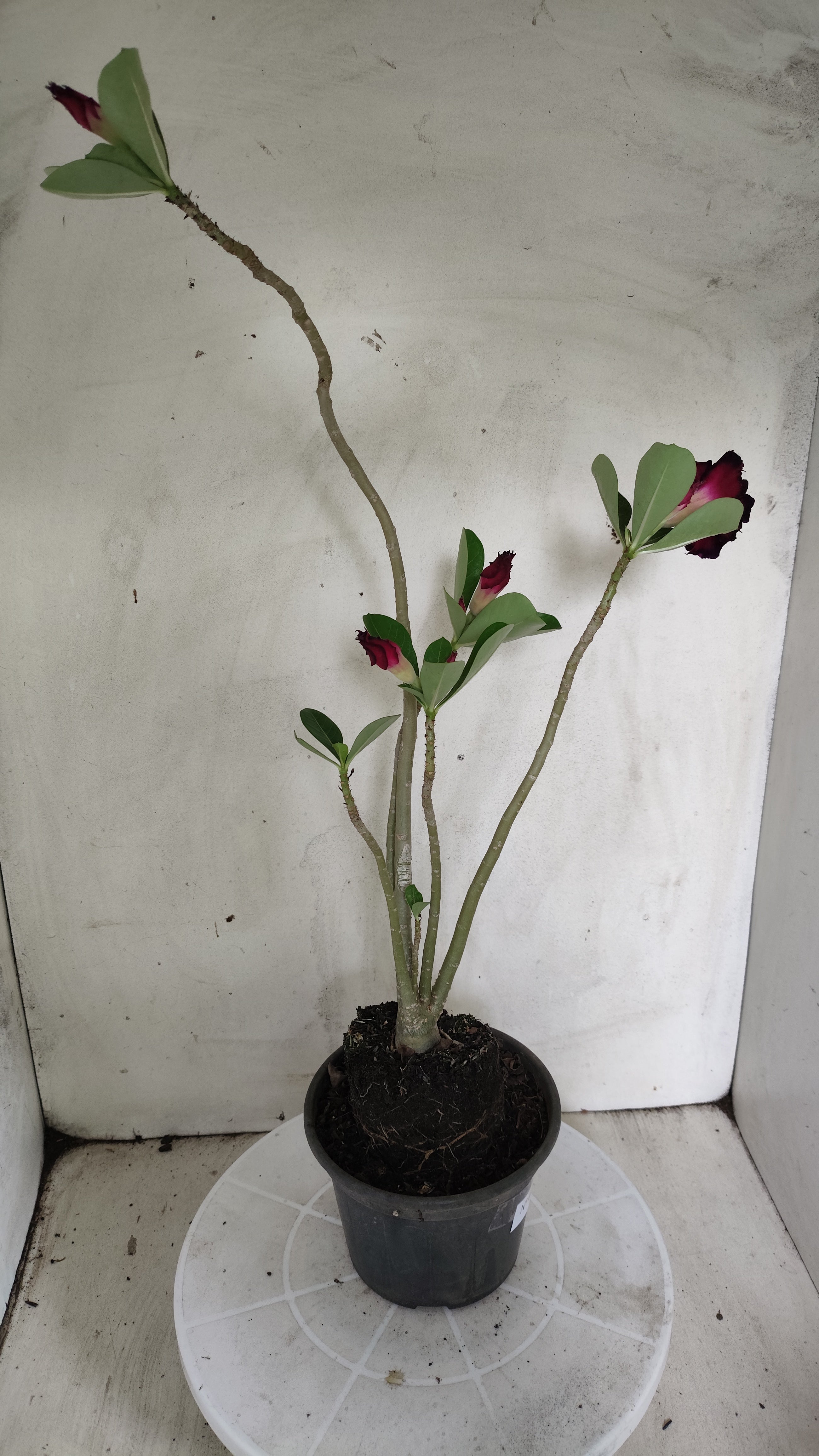 Planta Dobrada 4024 – 35cm – 02 anos - Vaso 15