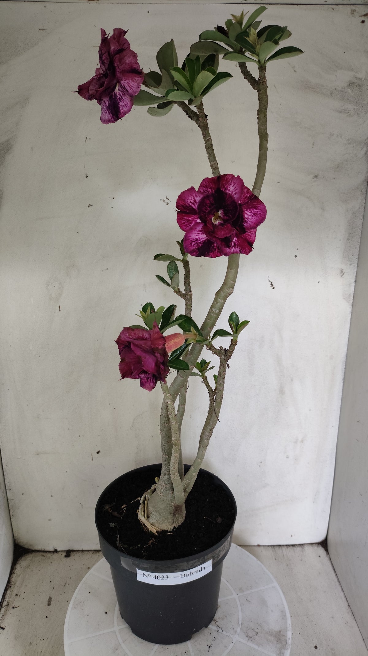 Planta Dobrada 4023 – 55cm – 04 anos - Vaso 17