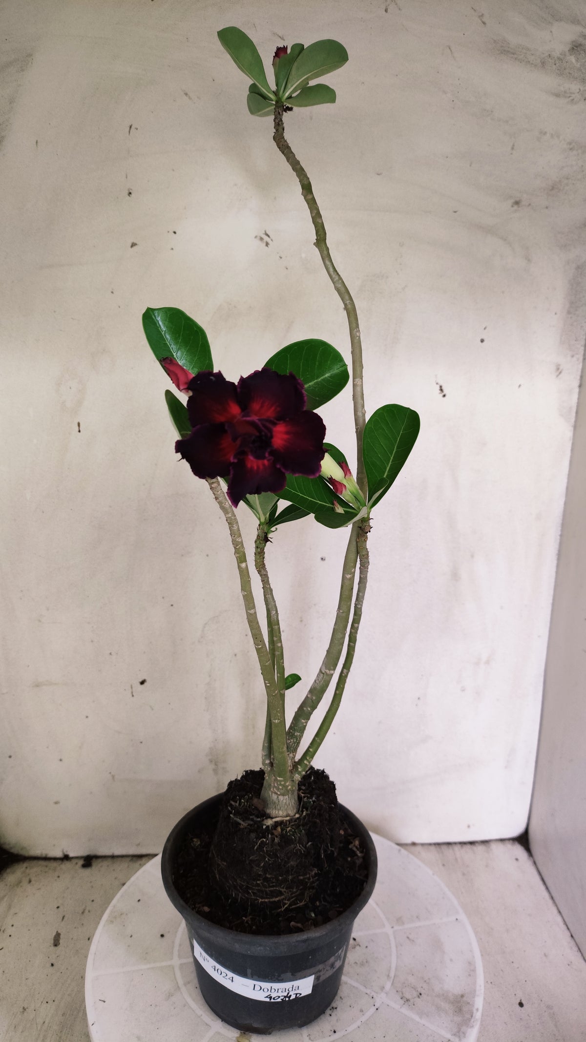 Planta Dobrada 4024 – 35cm – 02 anos - Vaso 15