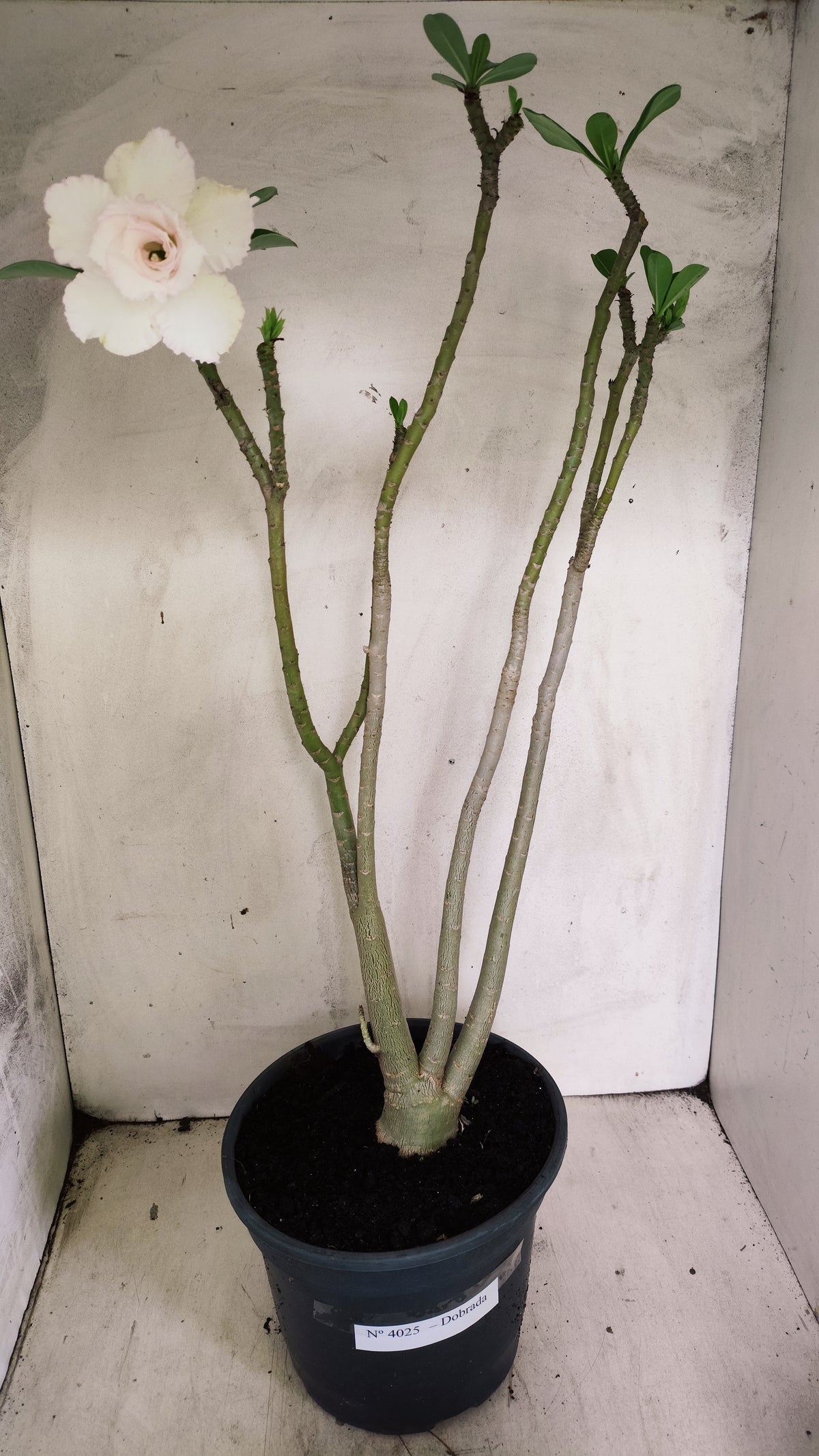 Planta Dobrada 4025 – 60cm – 04 anos - Vaso 20