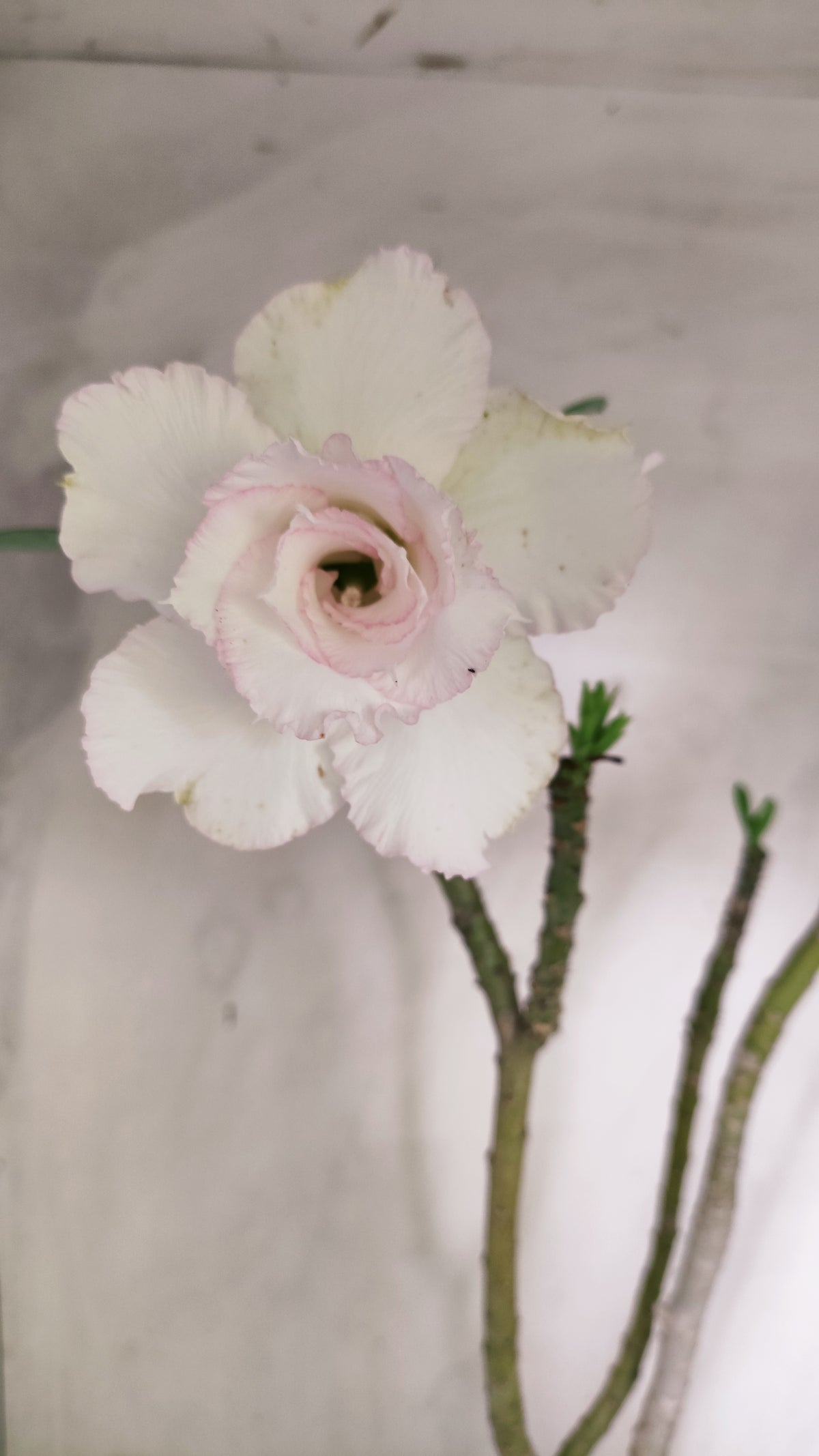 Planta Dobrada 4025 – 60cm – 04 anos - Vaso 20