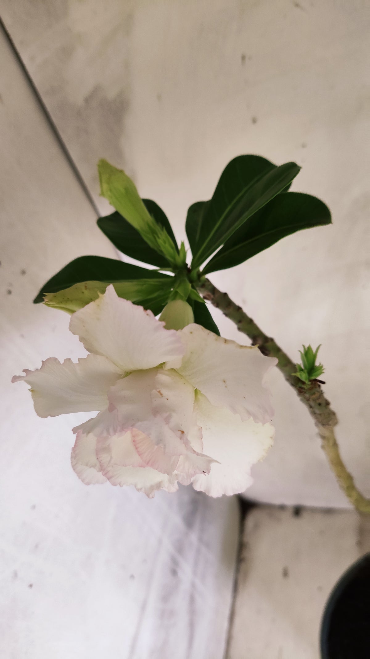 Planta Dobrada 4025 – 60cm – 04 anos - Vaso 20
