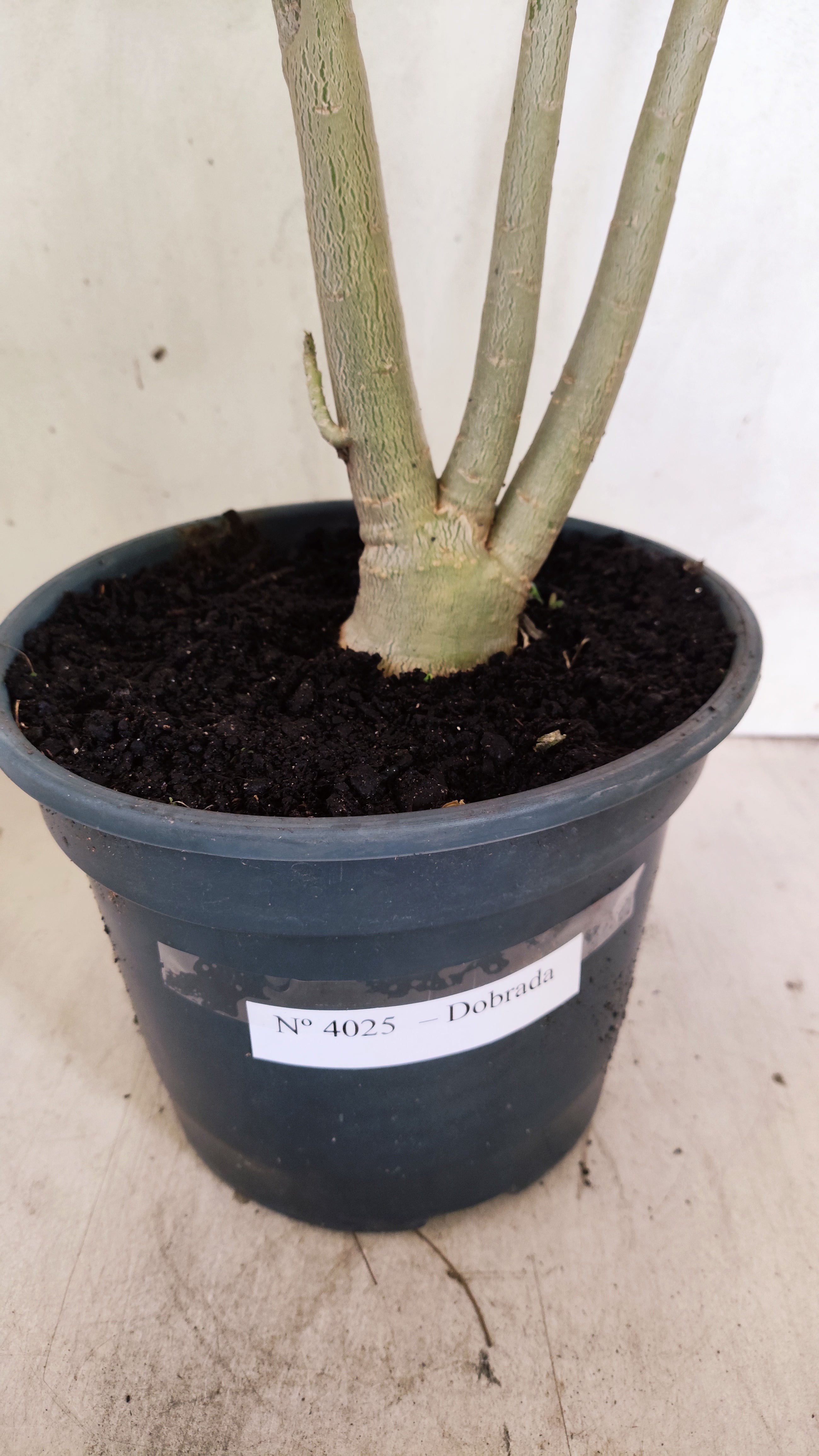 Planta Dobrada 4025 – 60cm – 04 anos - Vaso 20