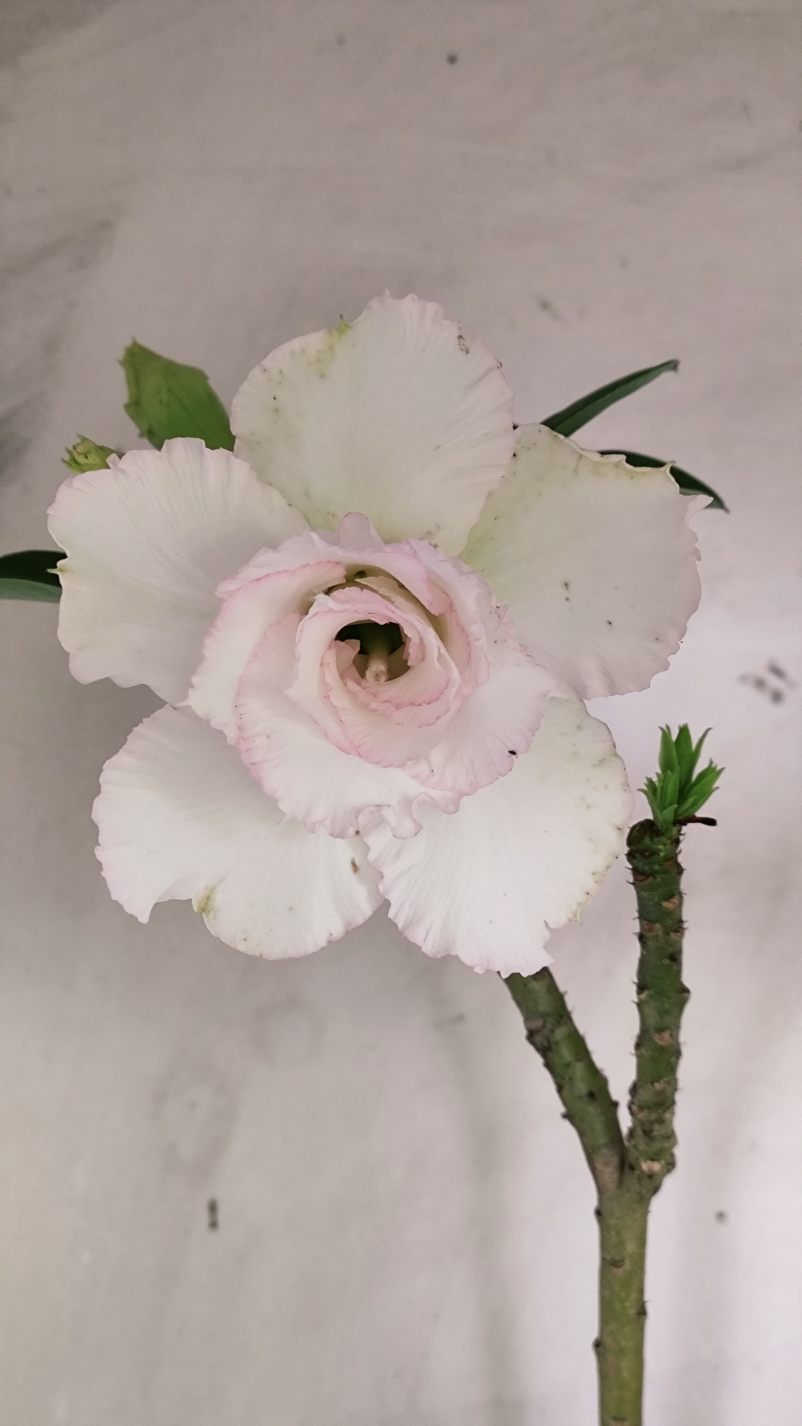 Planta Dobrada 4025 – 60cm – 04 anos - Vaso 20