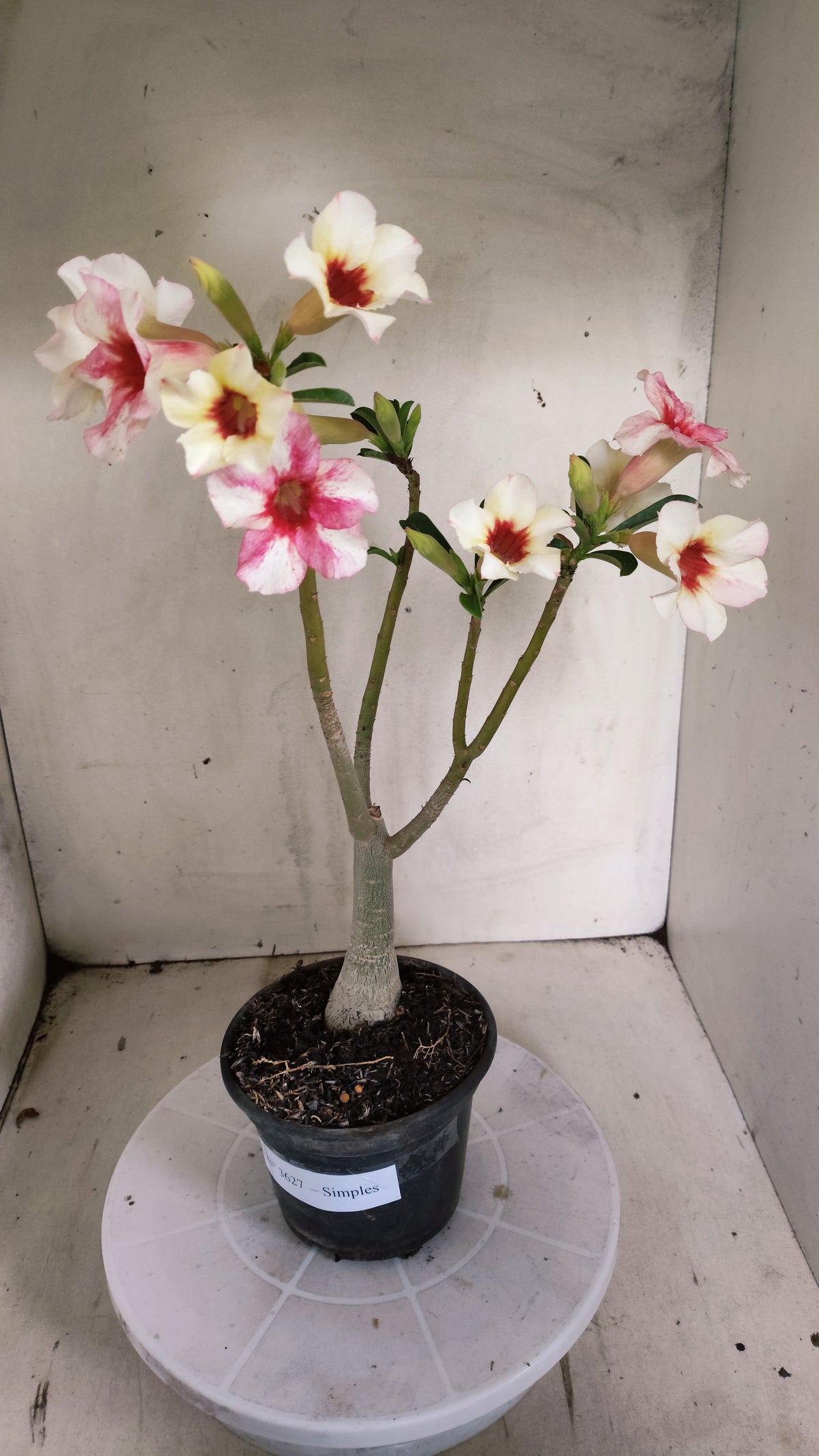 Planta Simples 3627 – 35cm – 02 anos - vaso 15