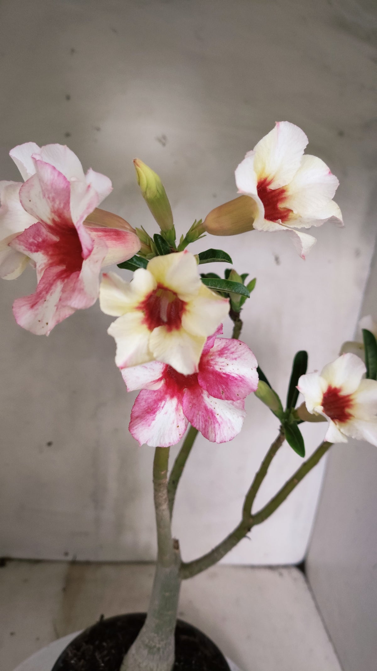 Planta Simples 3627 – 35cm – 02 anos - vaso 15