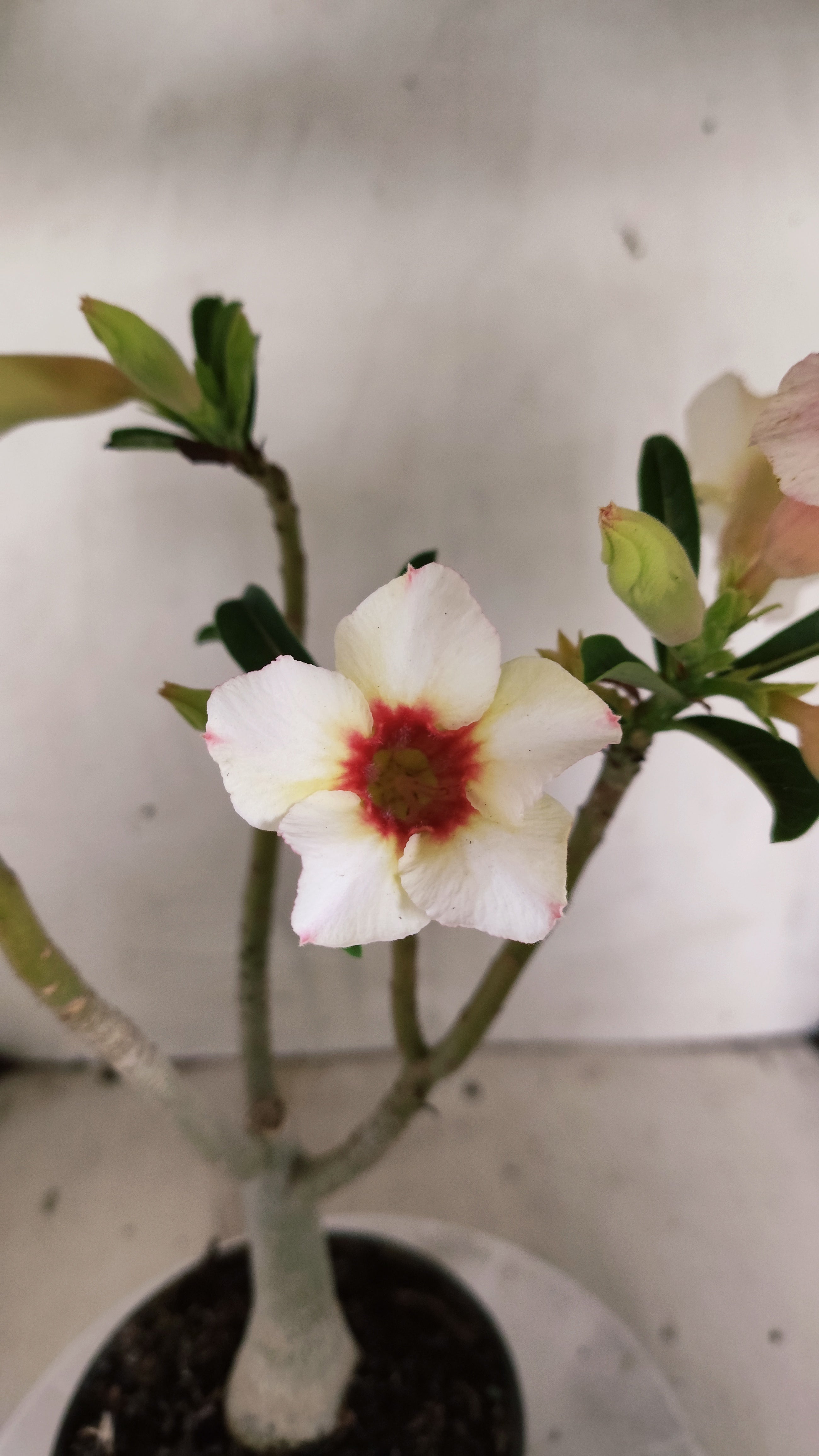 Planta Simples 3627 – 35cm – 02 anos - vaso 15