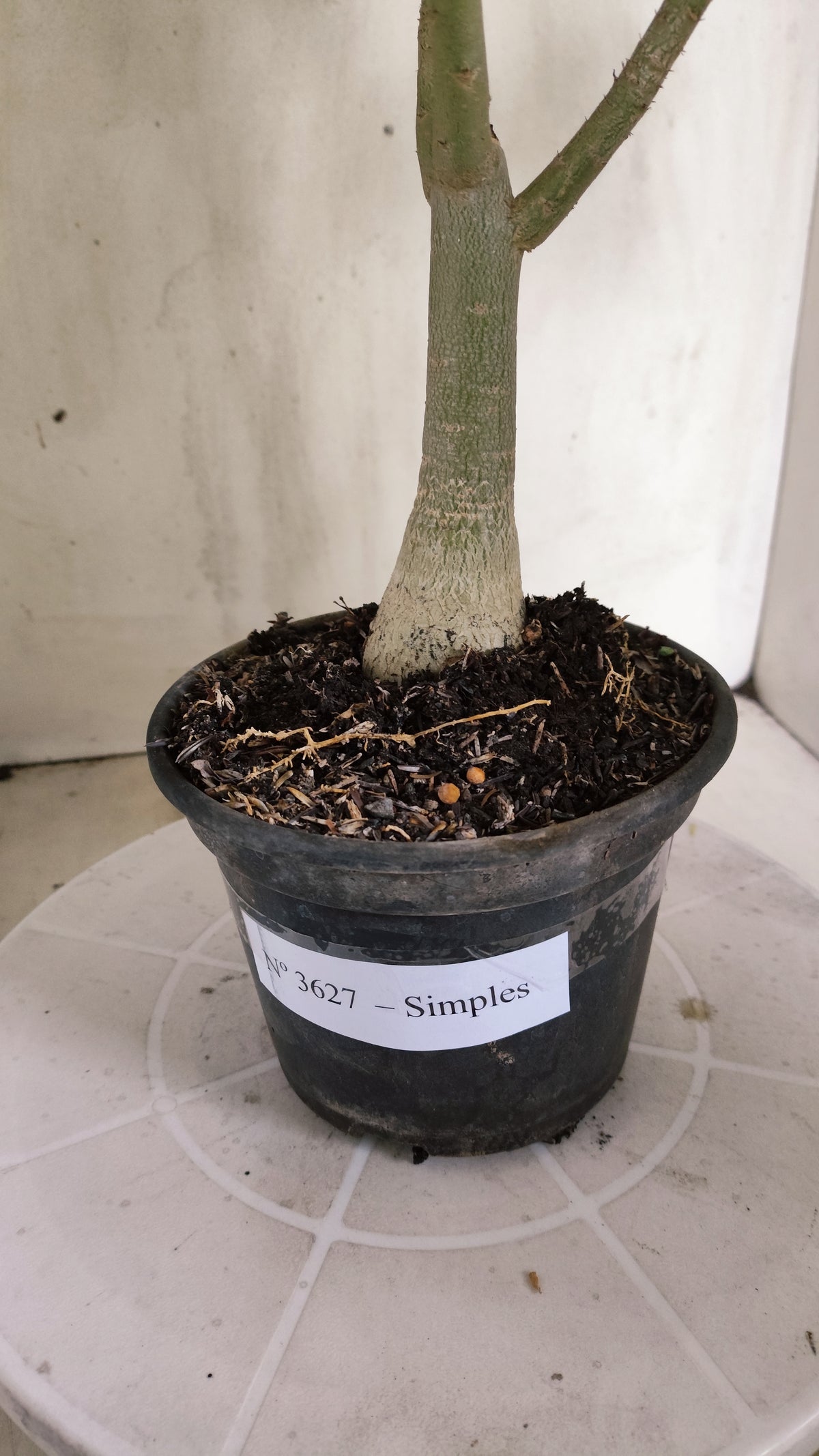 Planta Simples 3627 – 35cm – 02 anos - vaso 15