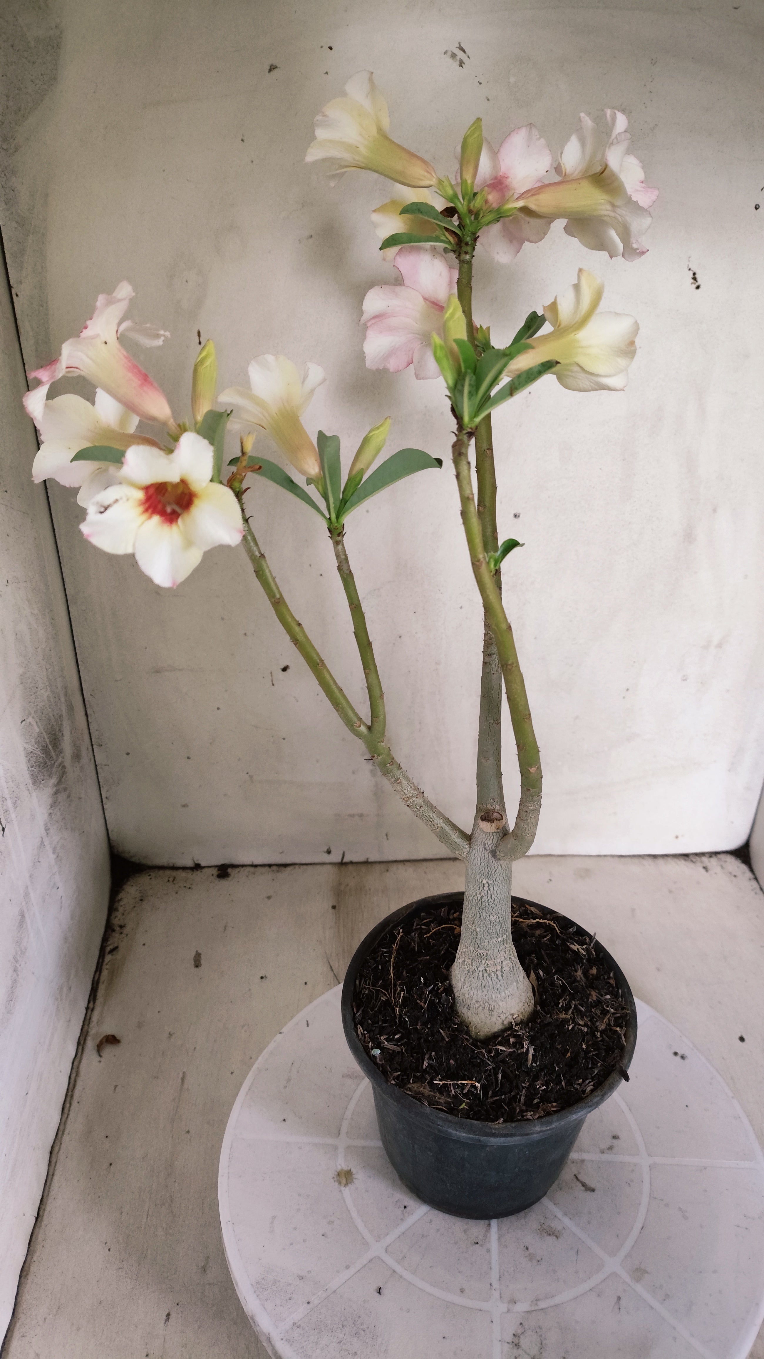 Planta Simples 3627 – 35cm – 02 anos - vaso 15