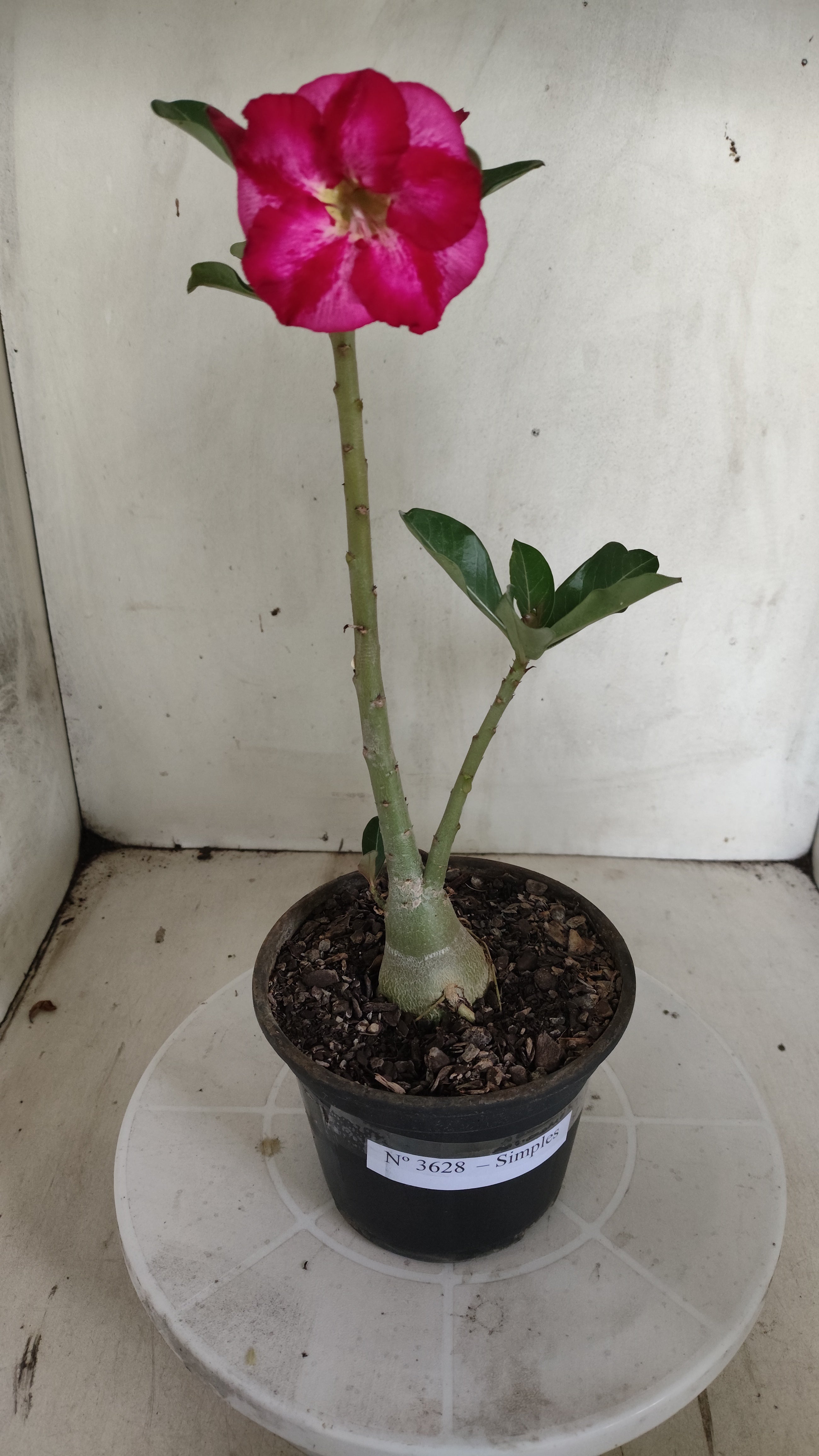 Planta Simples 3628 – 25cm – 01 ano - vaso 15