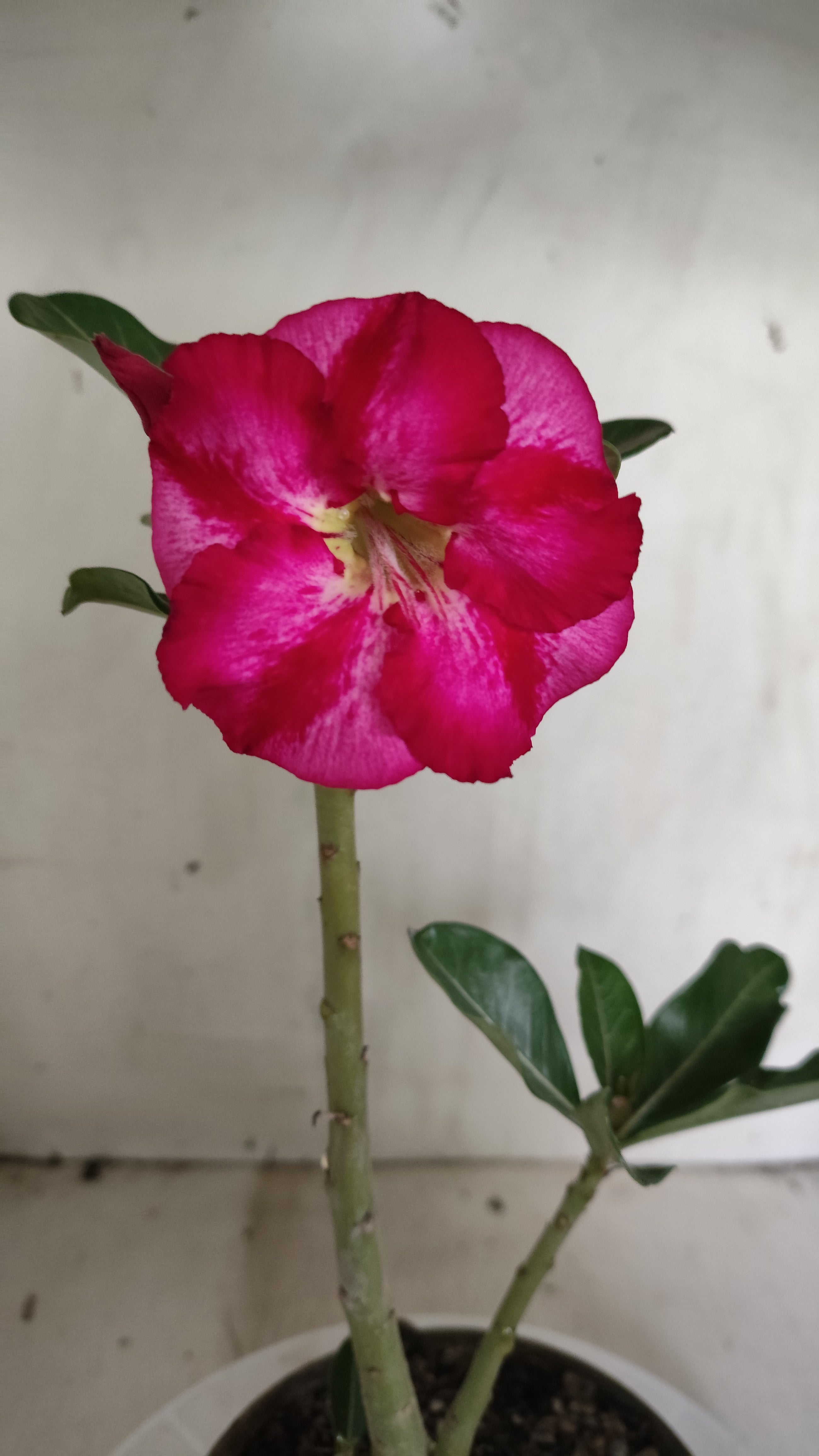 Planta Simples 3628 – 25cm – 01 ano - vaso 15