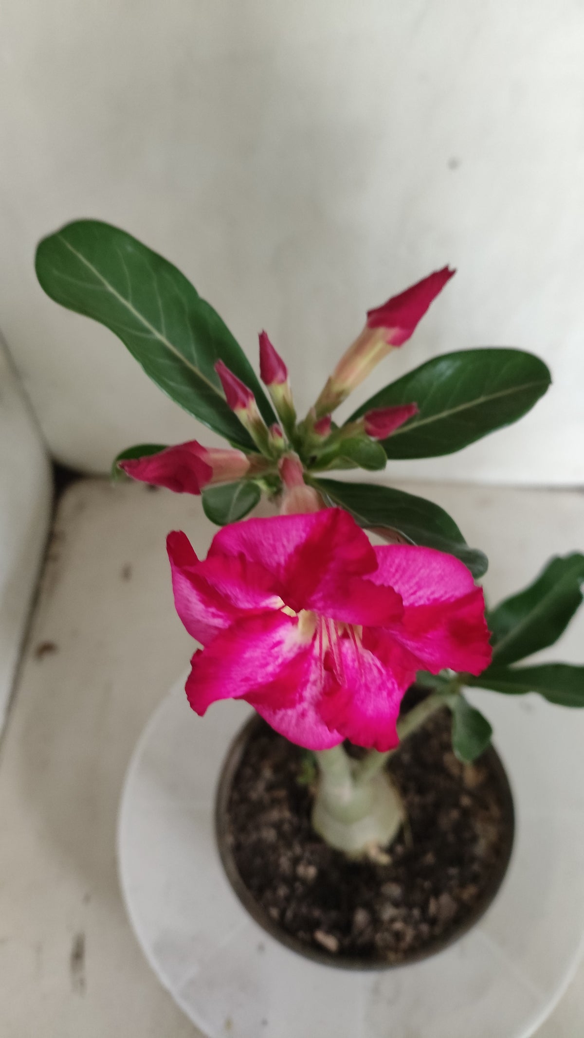 Planta Simples 3628 – 25cm – 01 ano - vaso 15