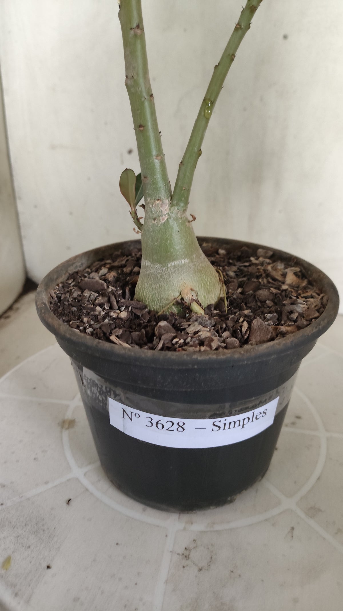 Planta Simples 3628 – 25cm – 01 ano - vaso 15