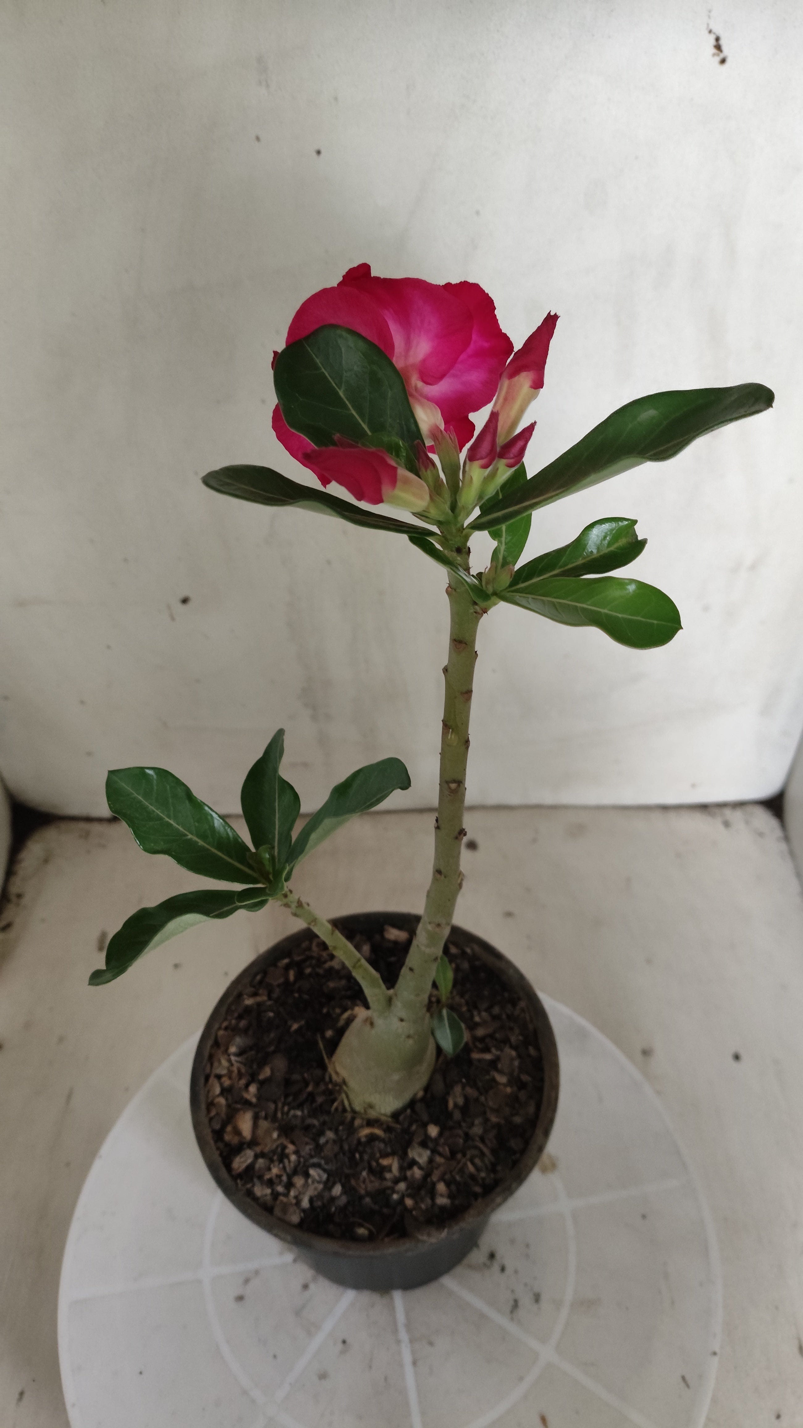 Planta Simples 3628 – 25cm – 01 ano - vaso 15