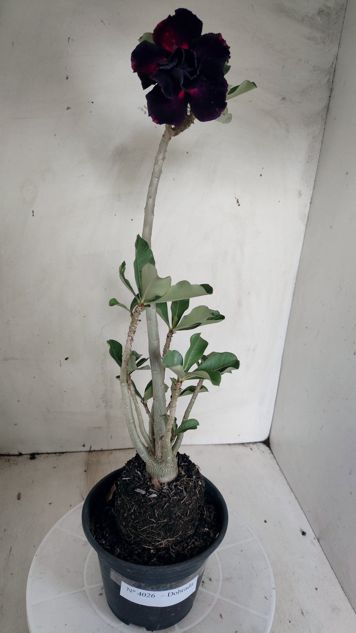 Planta Dobrada 4026 – 35cm – 03 anos - Vaso 15