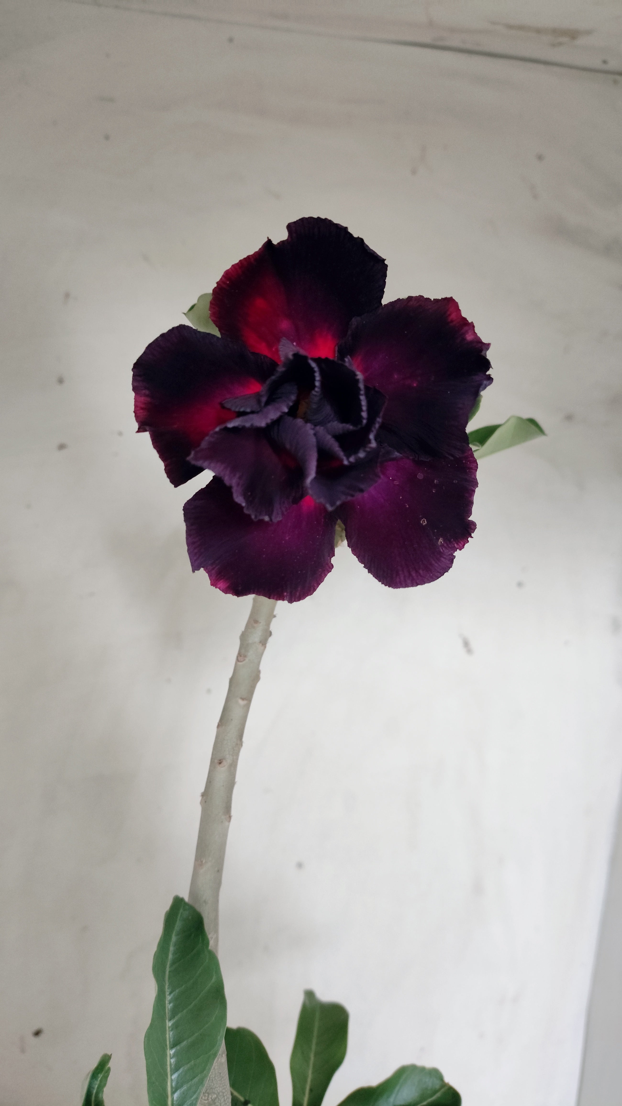 Planta Dobrada 4026 – 35cm – 03 anos - Vaso 15