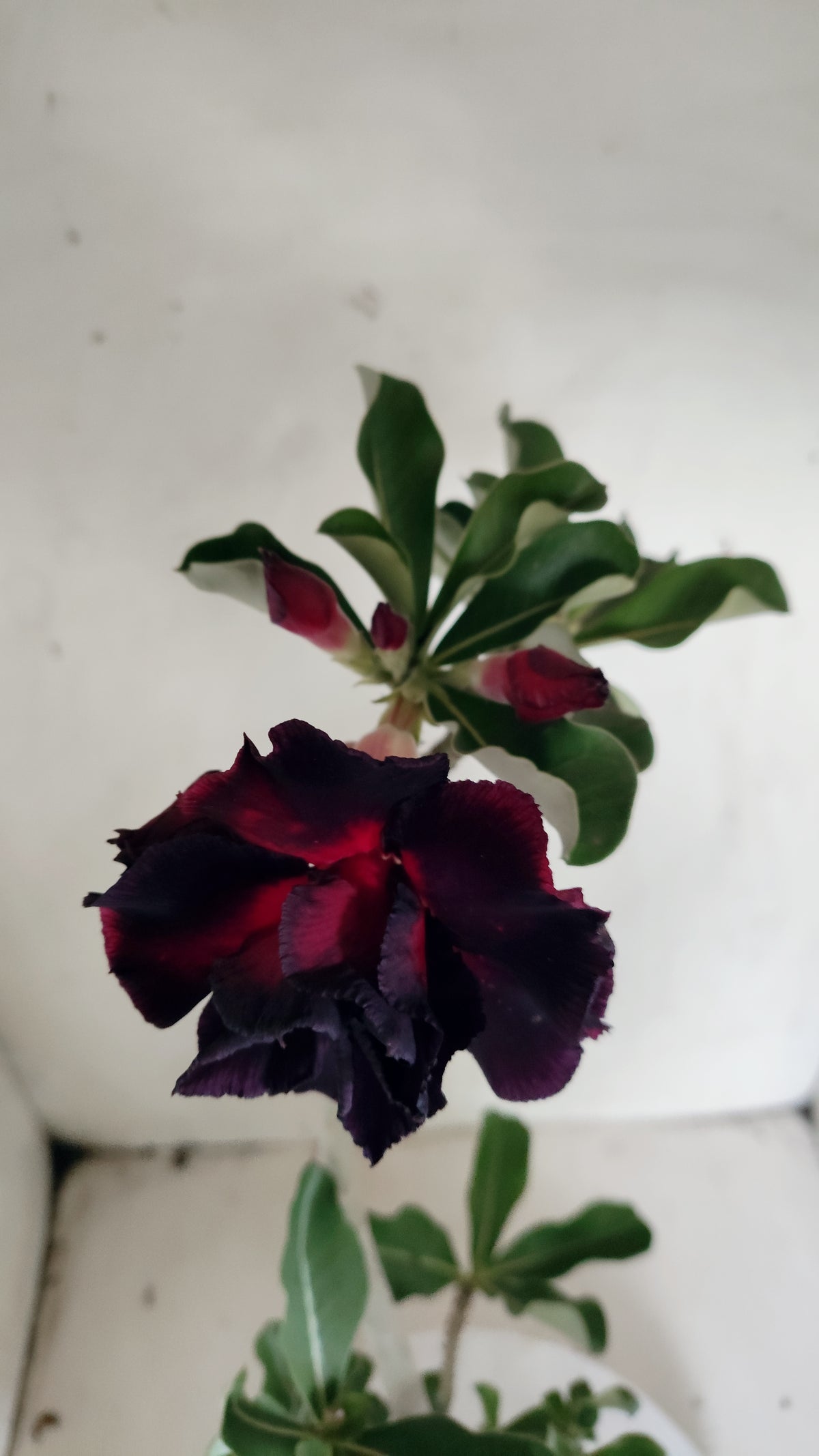 Planta Dobrada 4026 – 35cm – 03 anos - Vaso 15